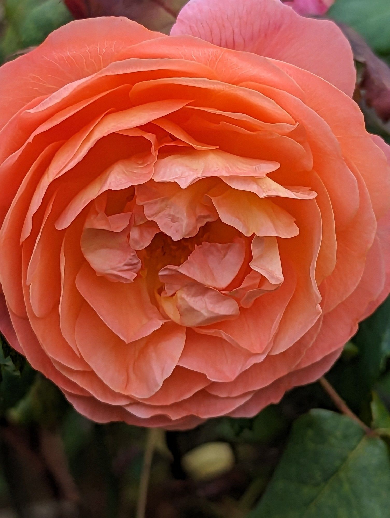 David Austin rose Lady of Shalott a salmon pink with many petals around the centre.