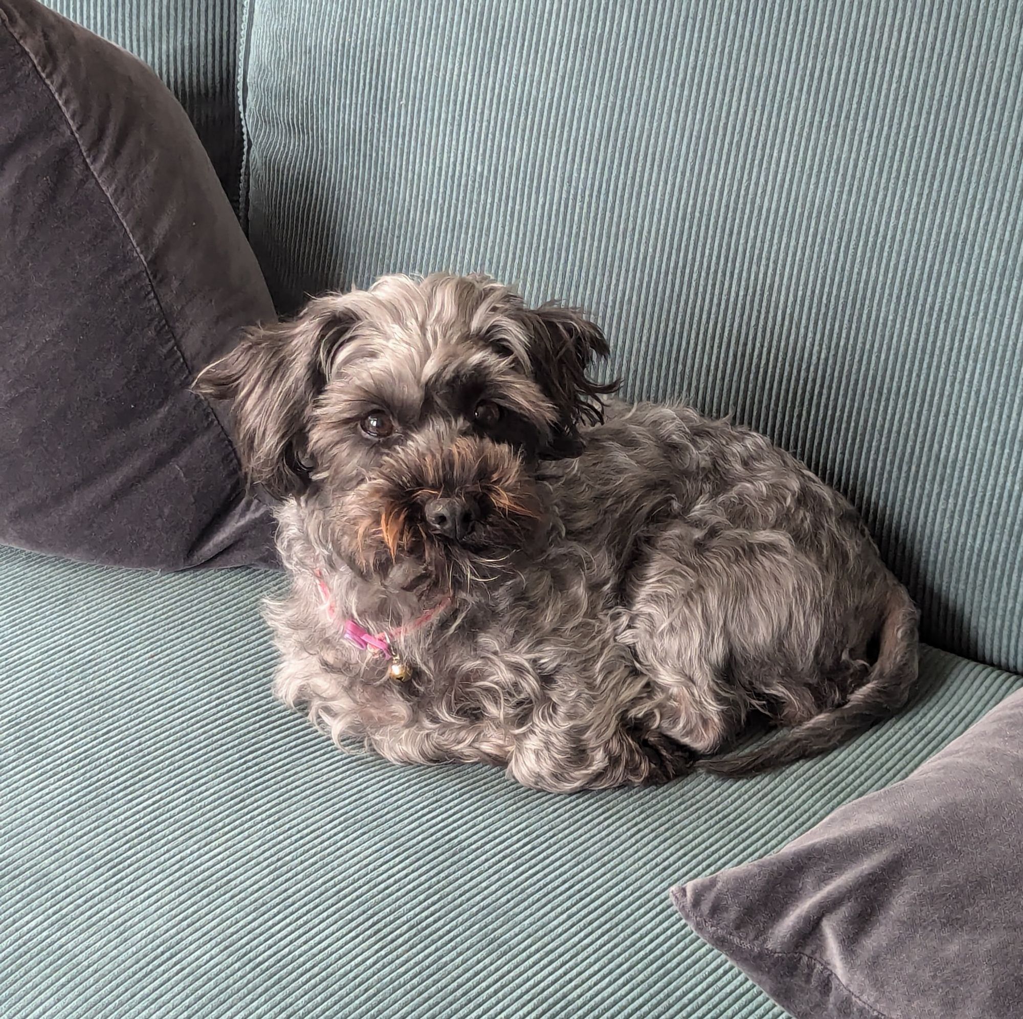 Small salt and pepper colour dog with a pink collar. She is sitting on a green colour sofa amongst grey velvet cushions. 