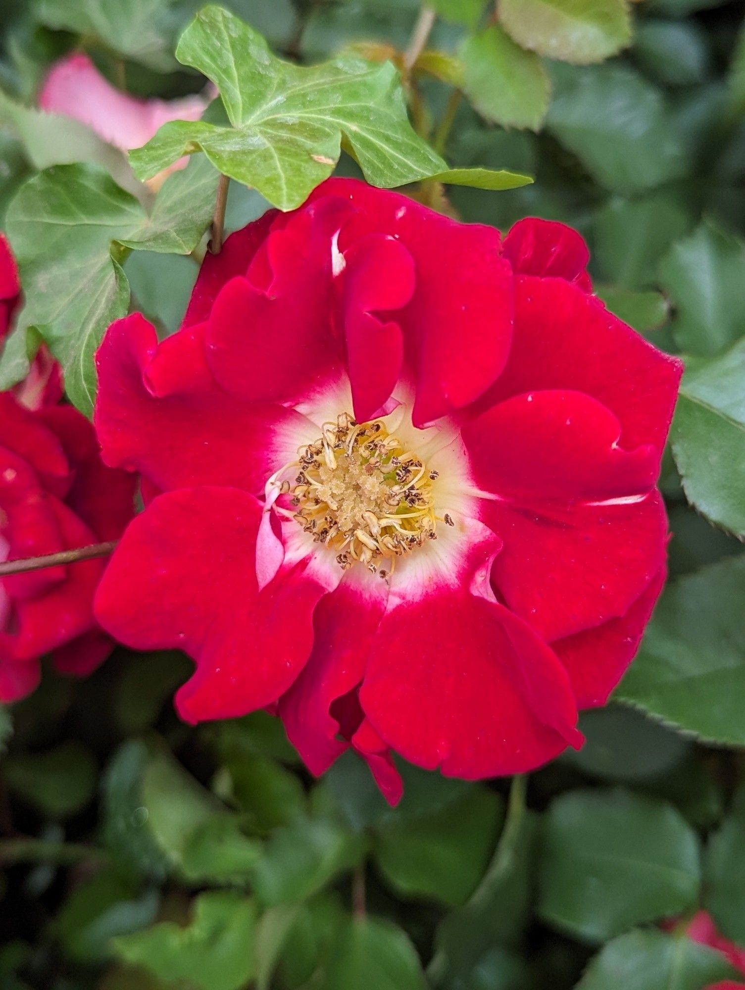 Red rose with white and yellow centre against background of green leaves.  Rose is Bidulph Grange