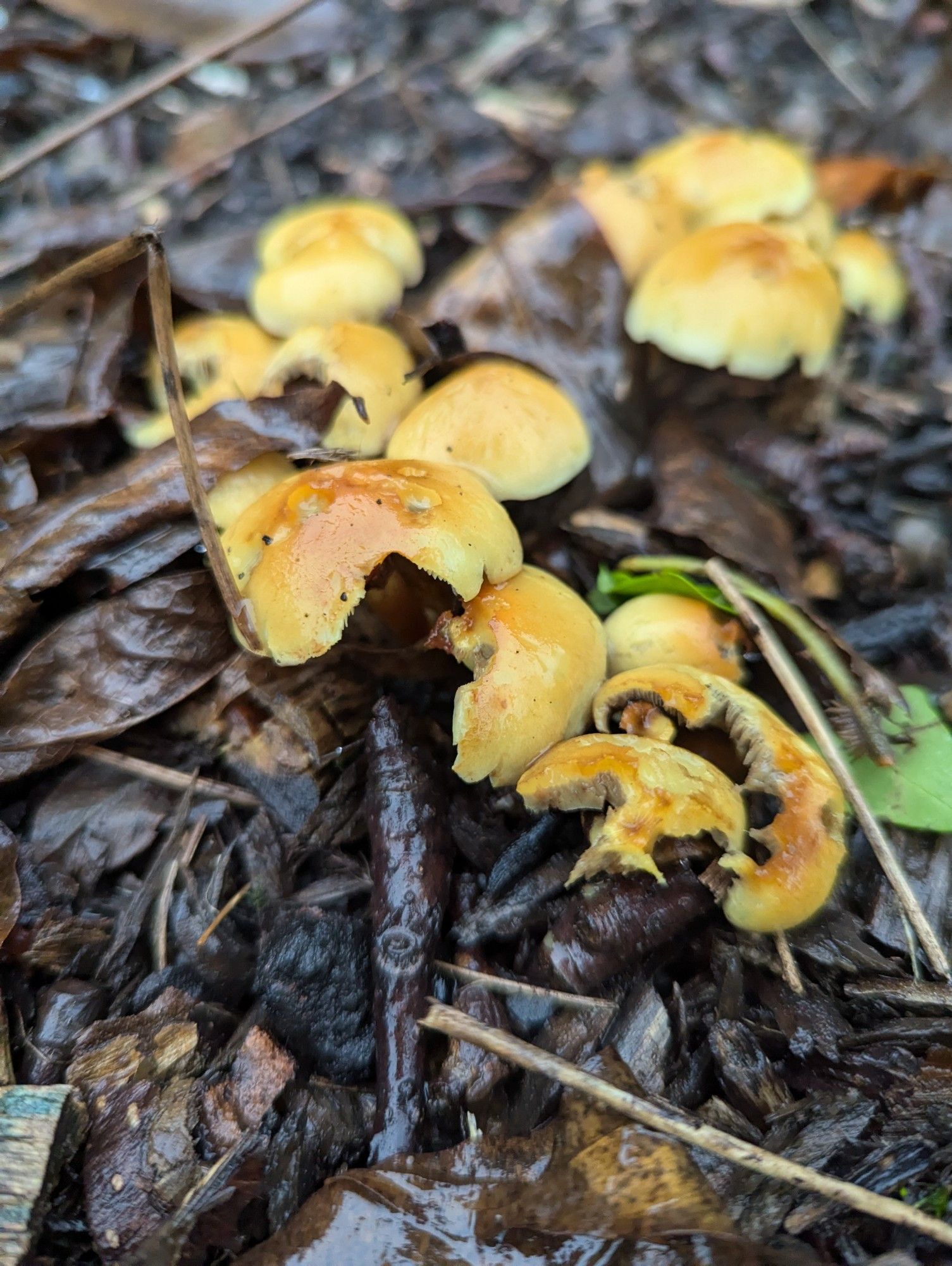 Some yellow tan coloured fungi amongst bark chips they are shiny from the rain yesterday 