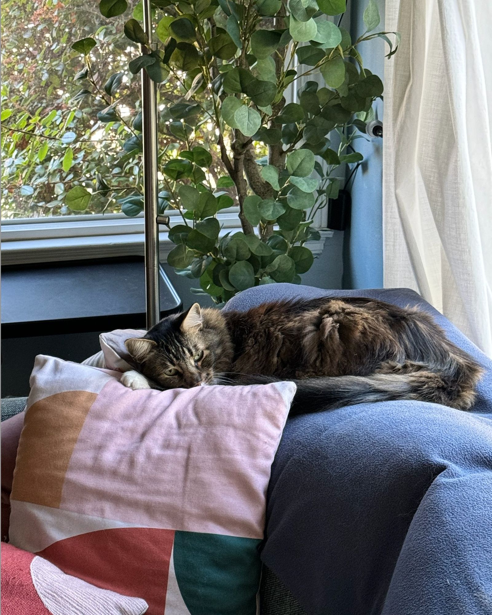 A brown cat is sleeping on the back of a couch, with his head and front paws perched on a pillow. Well, technically he was sleeping but is currently awake and looking at the camera because he somehow always knows when his picture is being taken.