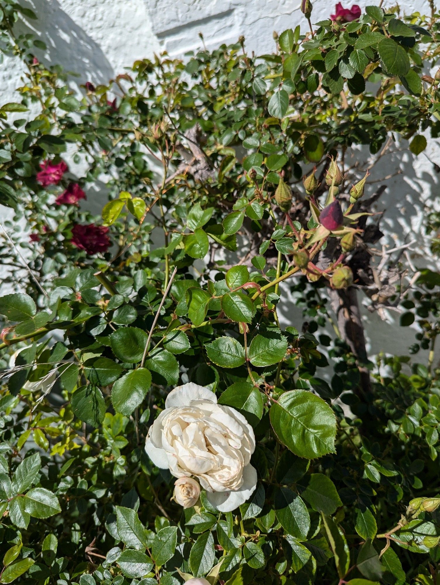 overgrown rosebushes. at the front is a large white rose and one bud; in the back are several smaller red roses and buds.