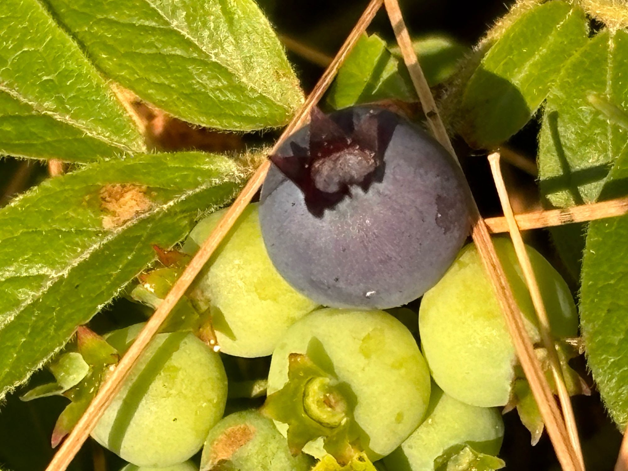 A single ripe blueberry, 
amongst many unripe blueberries, 
on a blueberry bush.