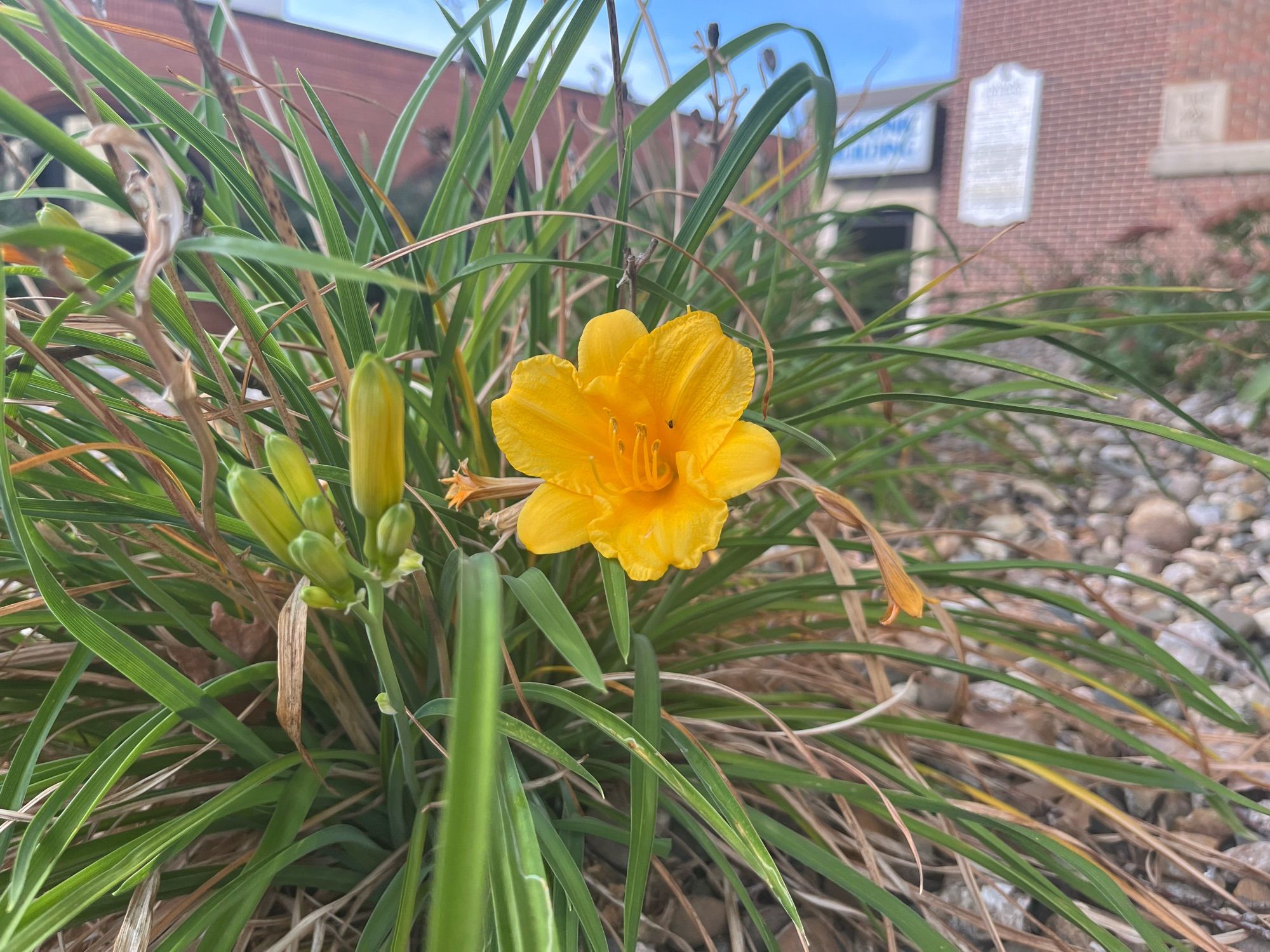 A yellow flower