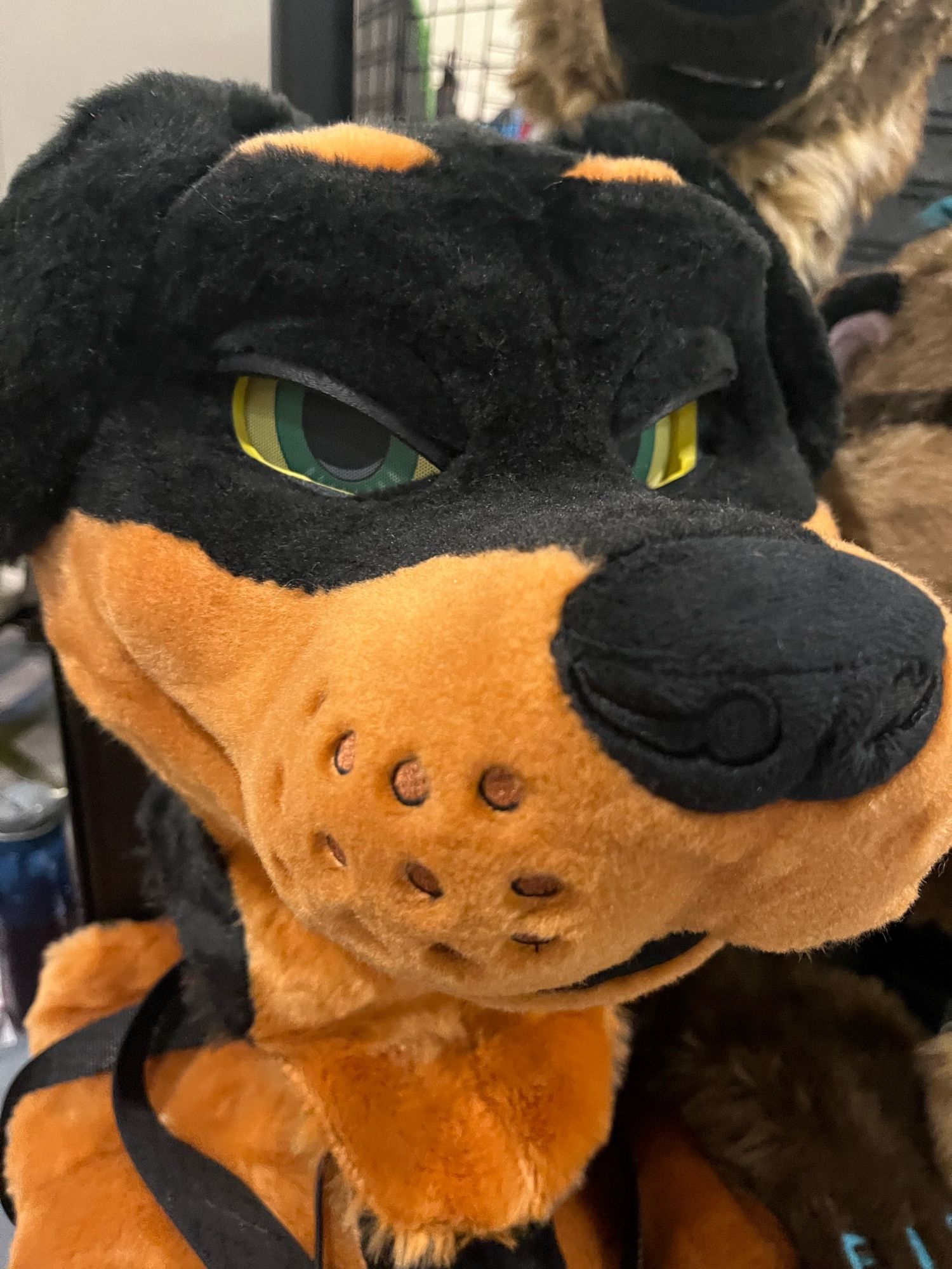 Close-up of the Rottweiler partial head