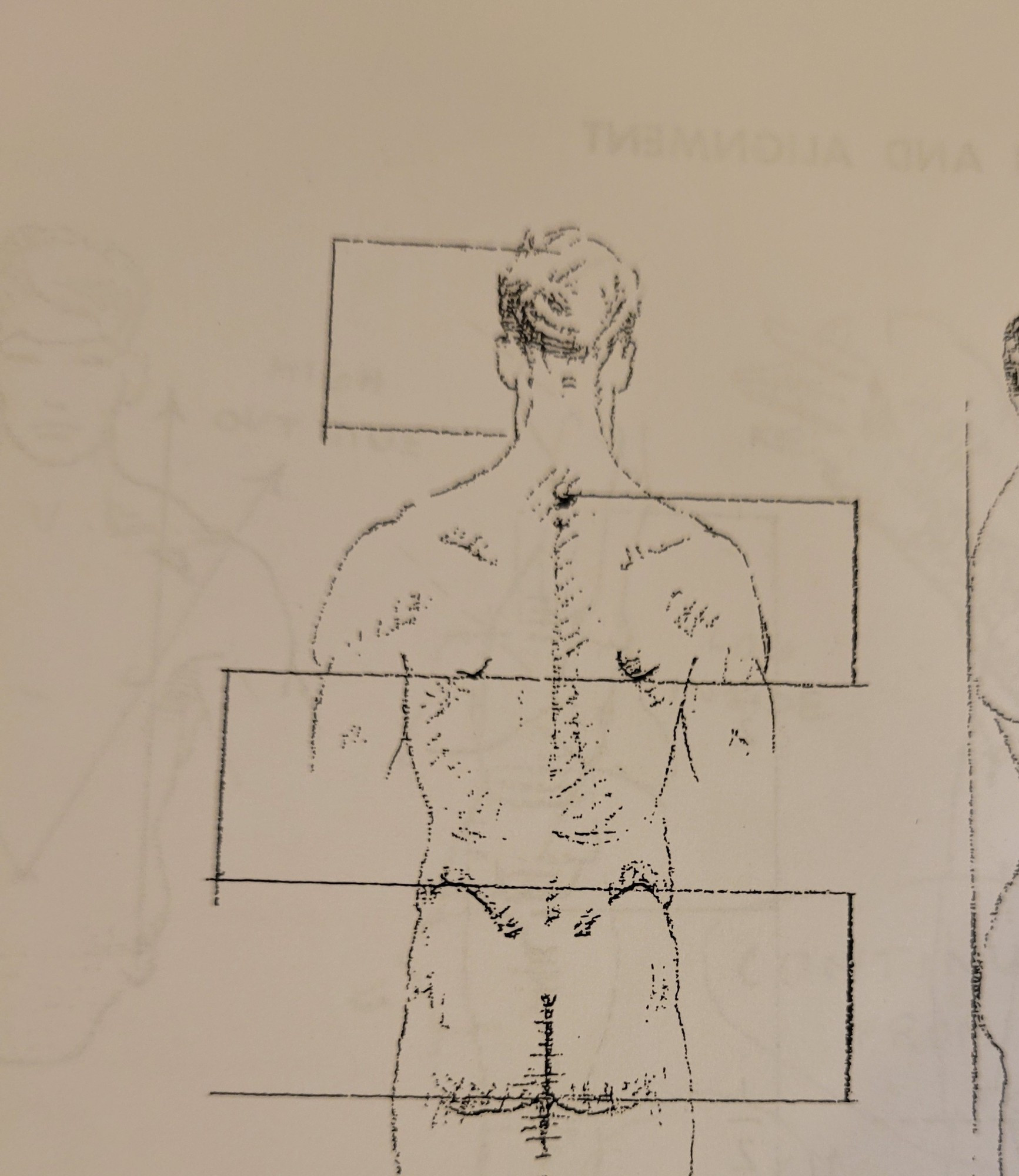 More scans showing the 4 units rule - this time from back.
On the back, from the bottom of the scapula to the point of hip, and from the hip to the bottom of the buttocks are one unit each..