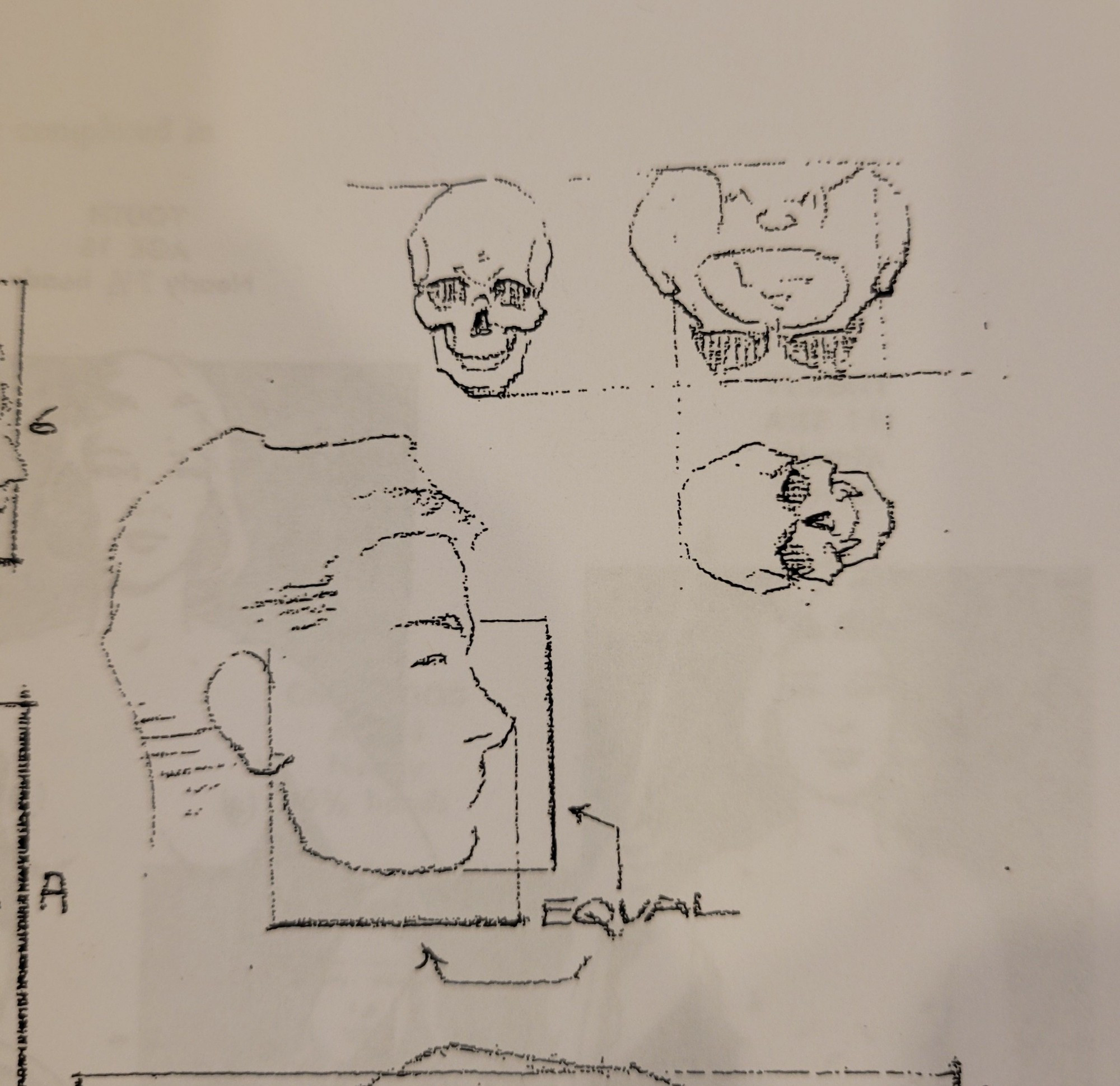 More scans, including a closer view of the diagram showing that the length from brow to chin equals that of the nose-tip to the leading edge of ear. It also shows that the pelvis is about the length of the skull, and the width is 1.3 skull's lengths.