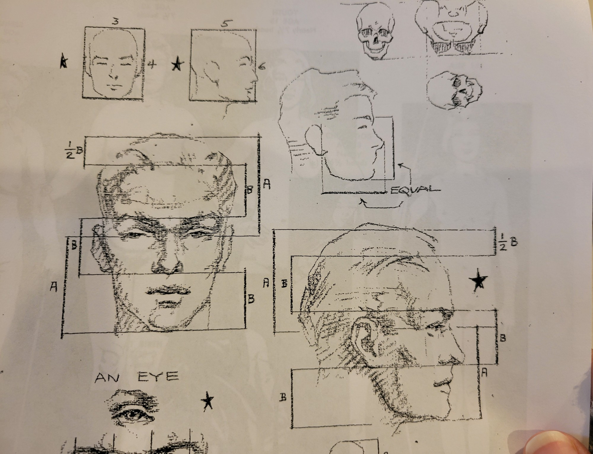 More scans for head ratios.
Head-on ratio is 3:4, profile is 5:6. The distance from brow to chin equals that of  nose-tip to leading edge of ear. Eyes are the halfway mark of the face.
The bottom of the nose aligns with bottom of ear. Top of ear aligns with bottom of brow.

The distance between the bottom of the nose and the top of the brow is the same as the distance from bottom of nose to bottom of chin, and brow to hairline. The crown of the skull is about half that length. 