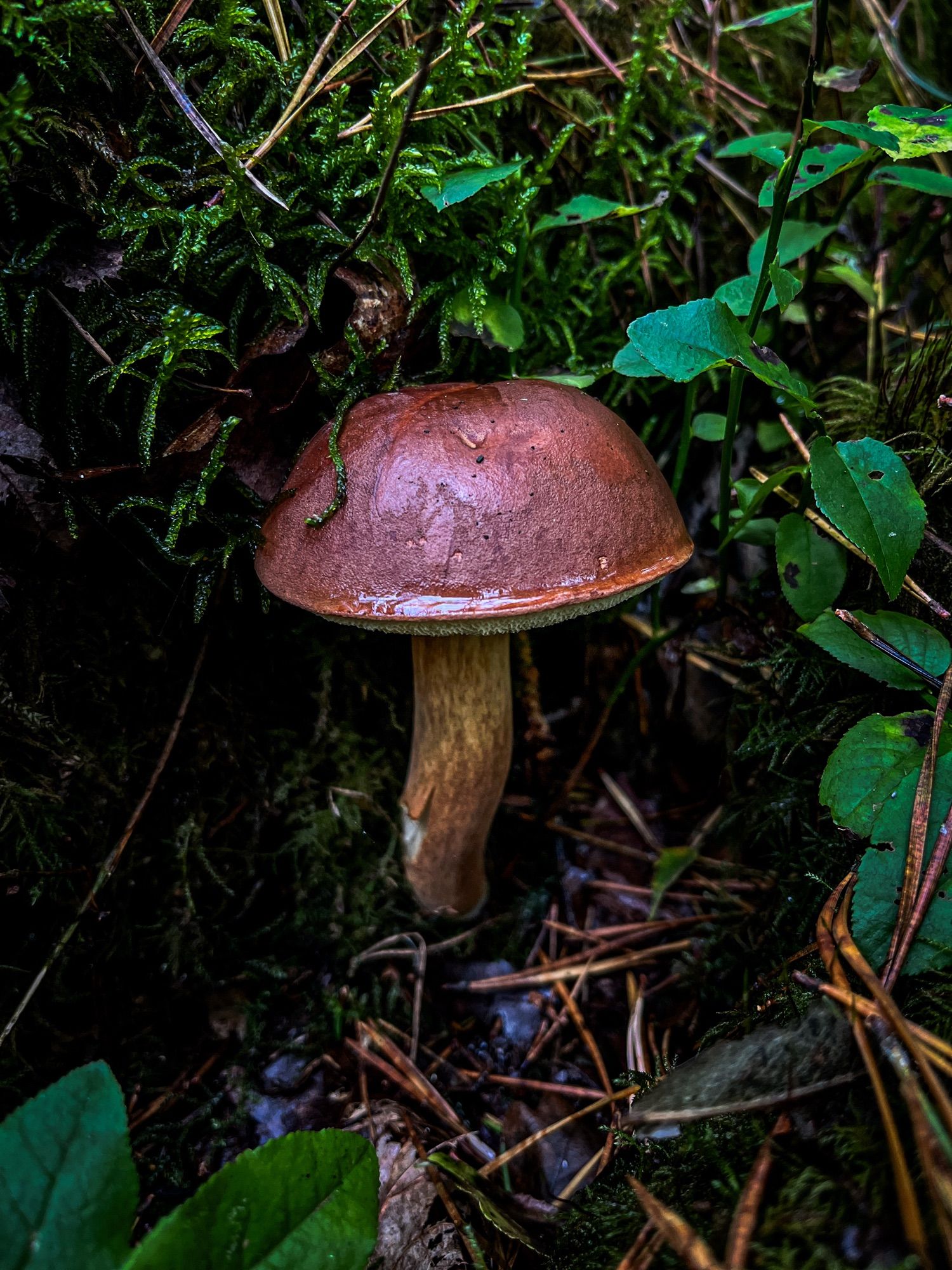 Auf dem Foto ist ein Pilz mit einer braunen Kappe zu sehen, der an einem mit Moos bewachsenen Baumstamm steht. Auf dem Waldboden liegen Blätter und Kiefernadedeln.