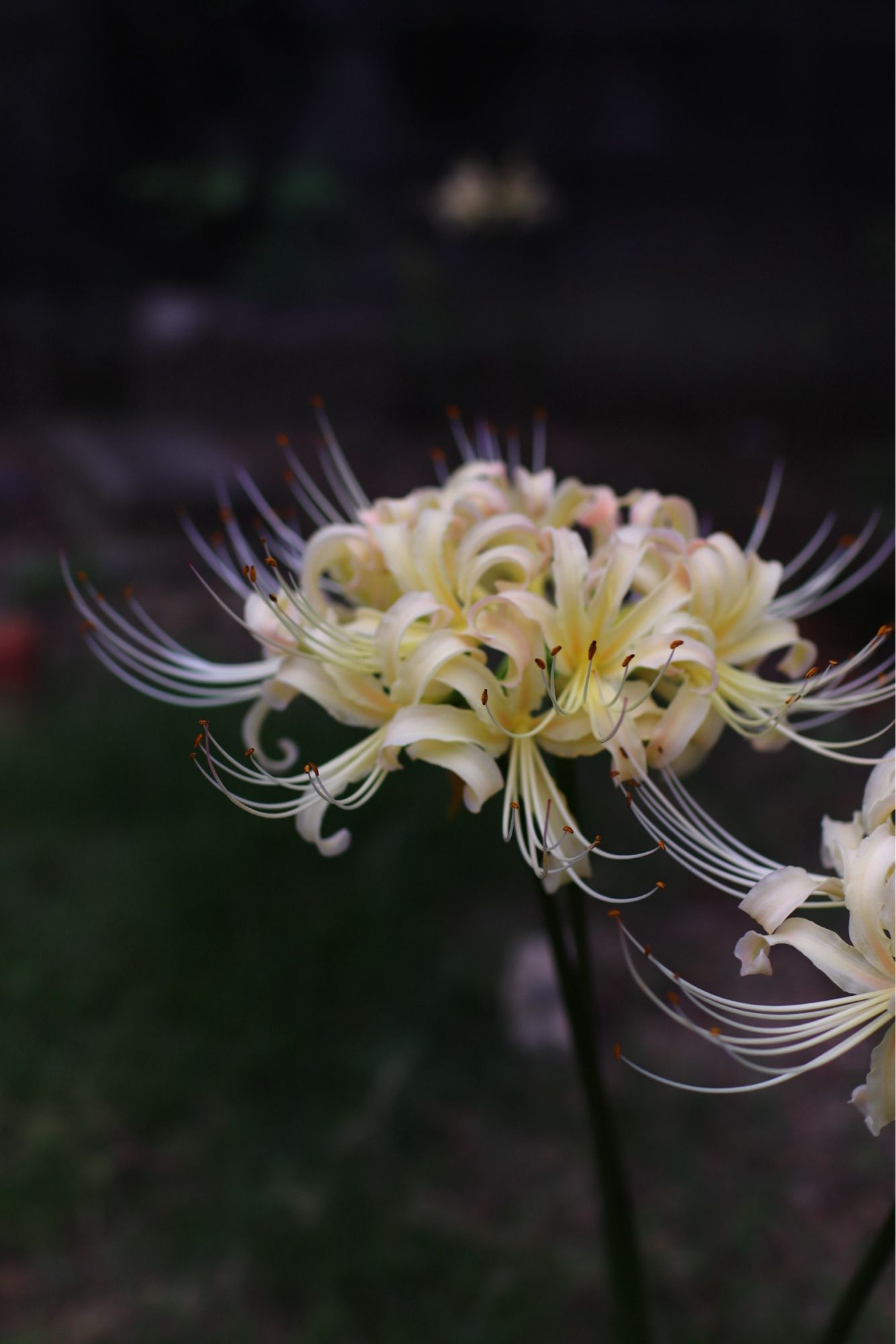 彼岸花 red spider lily