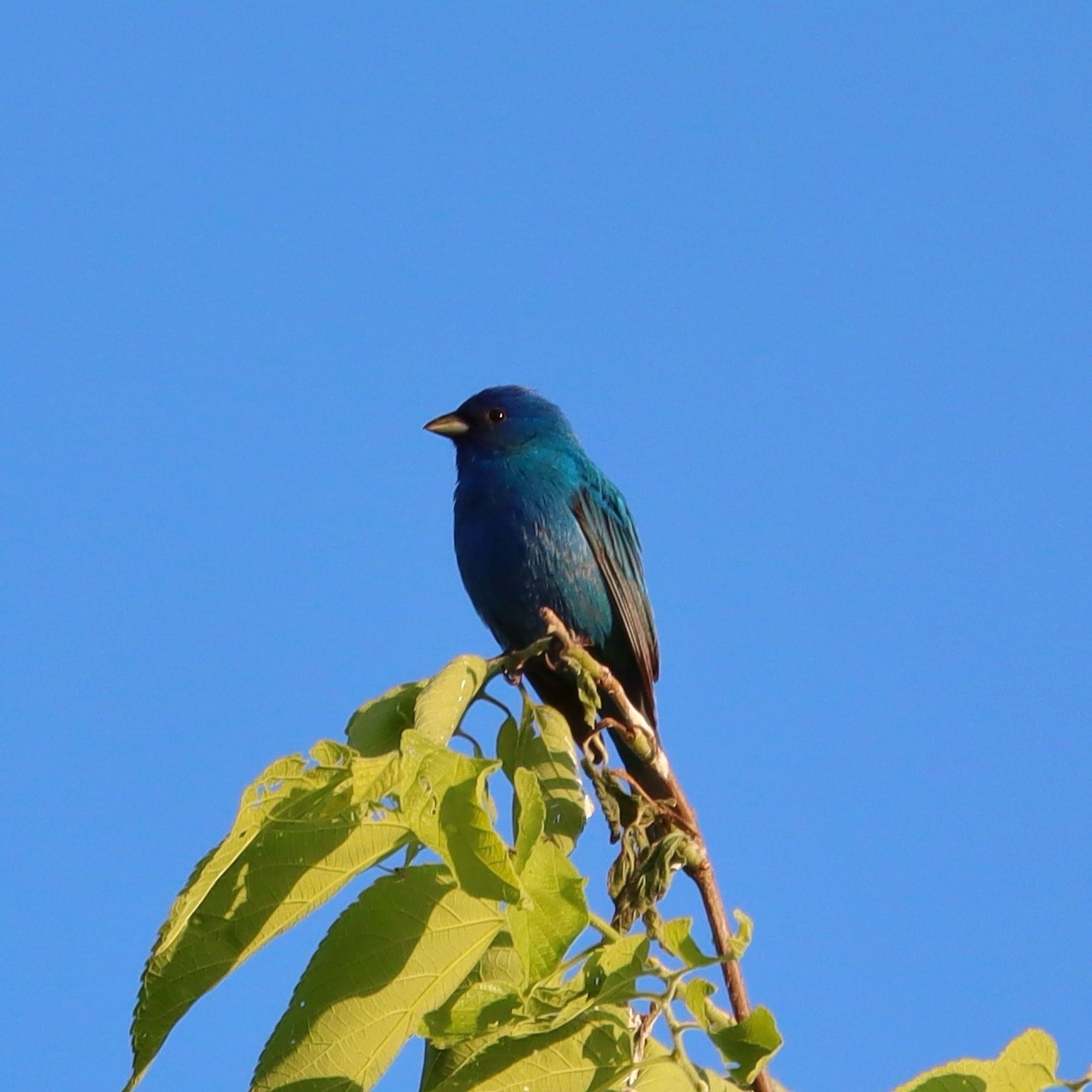 Indigo bunting (male) sitting on top of a tree against a blue sky