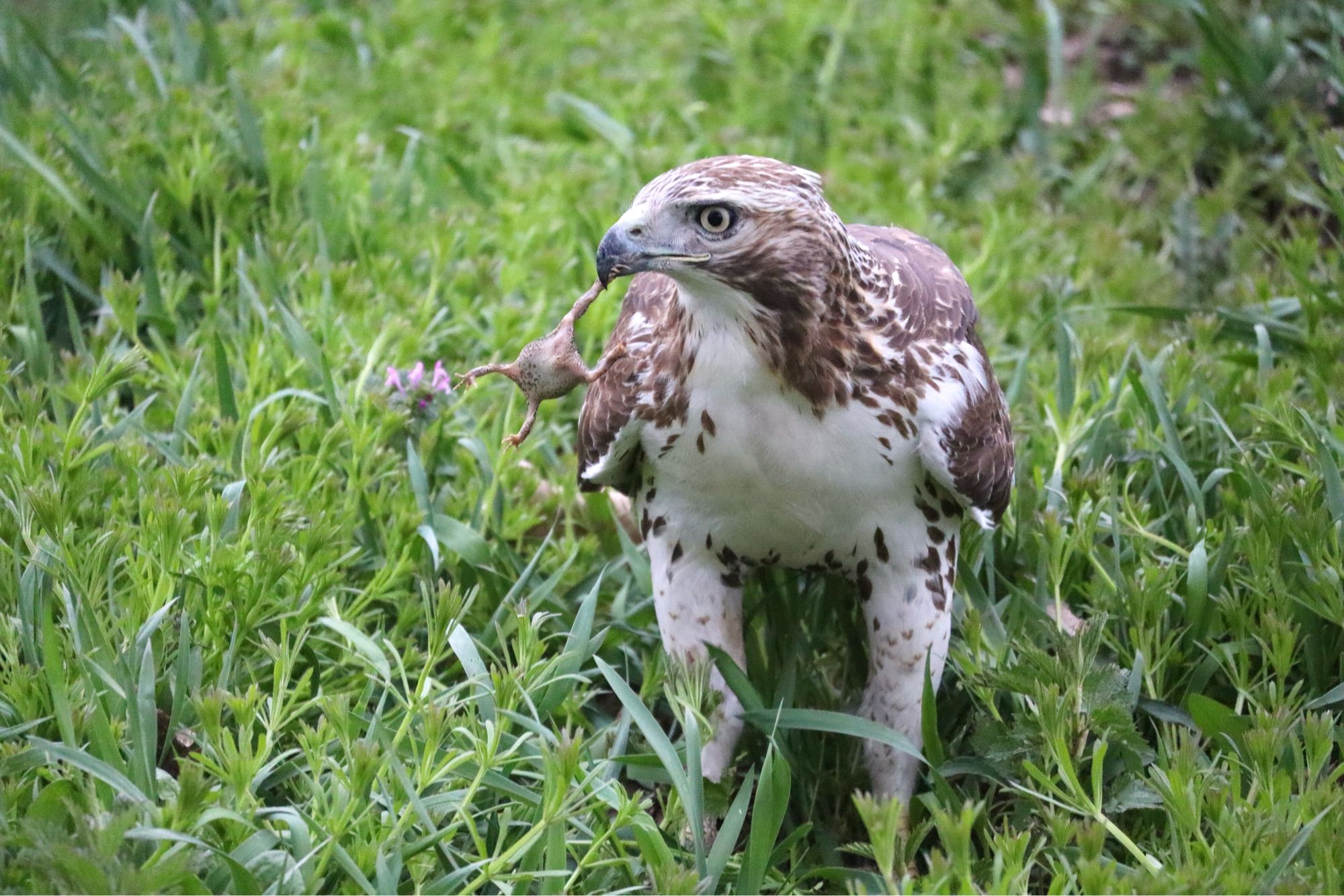 Photograph of a Red Tailed Hawk holding its latest meal-an American Toad-in its beak. The toad is dangling by the hind leg from the beak.