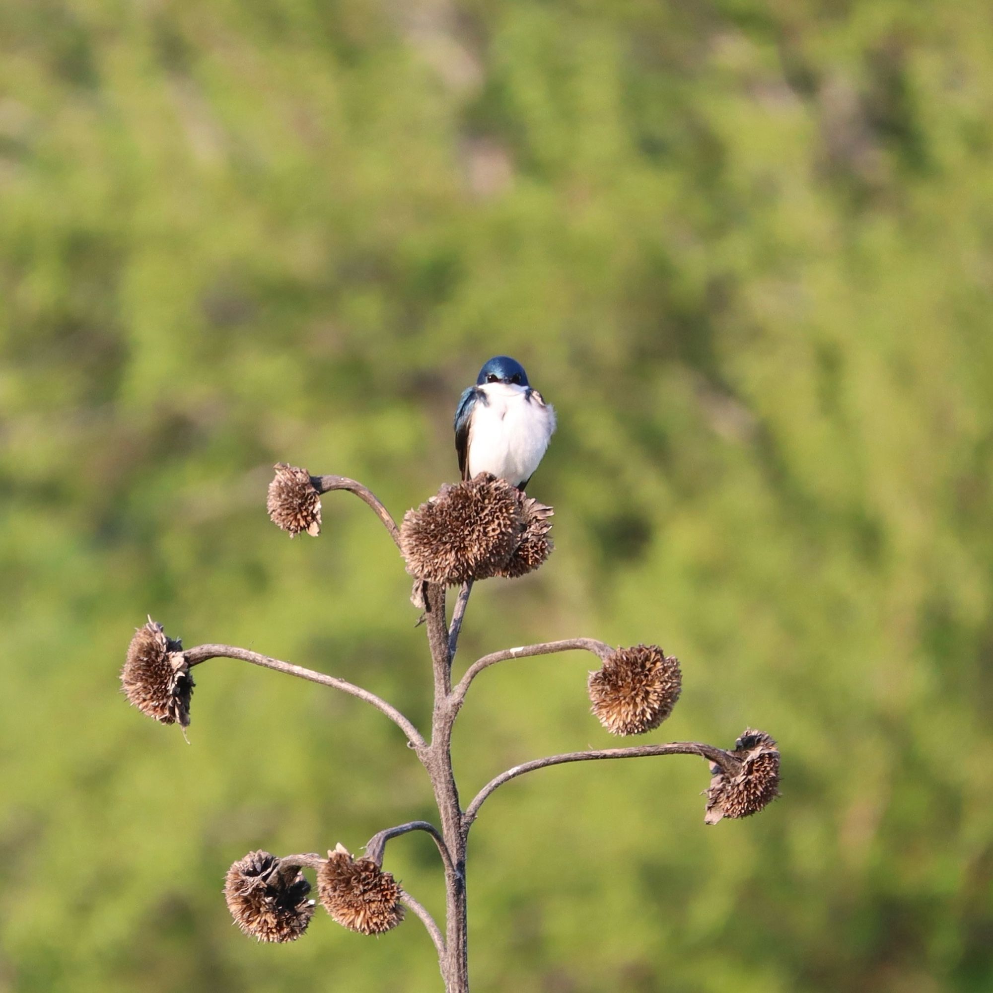 American Tree Sparrow perched on top of a dead sunflower