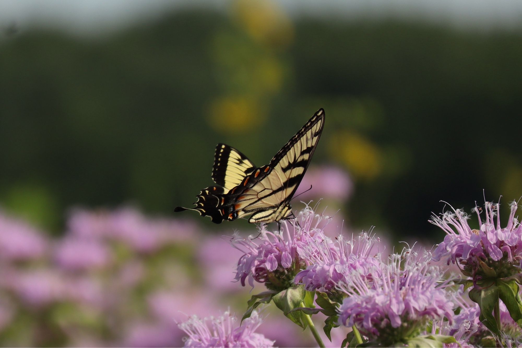 Photograph of an Eastern Tiger Swallowtail drinking nectar while perched on a bergamot flower.