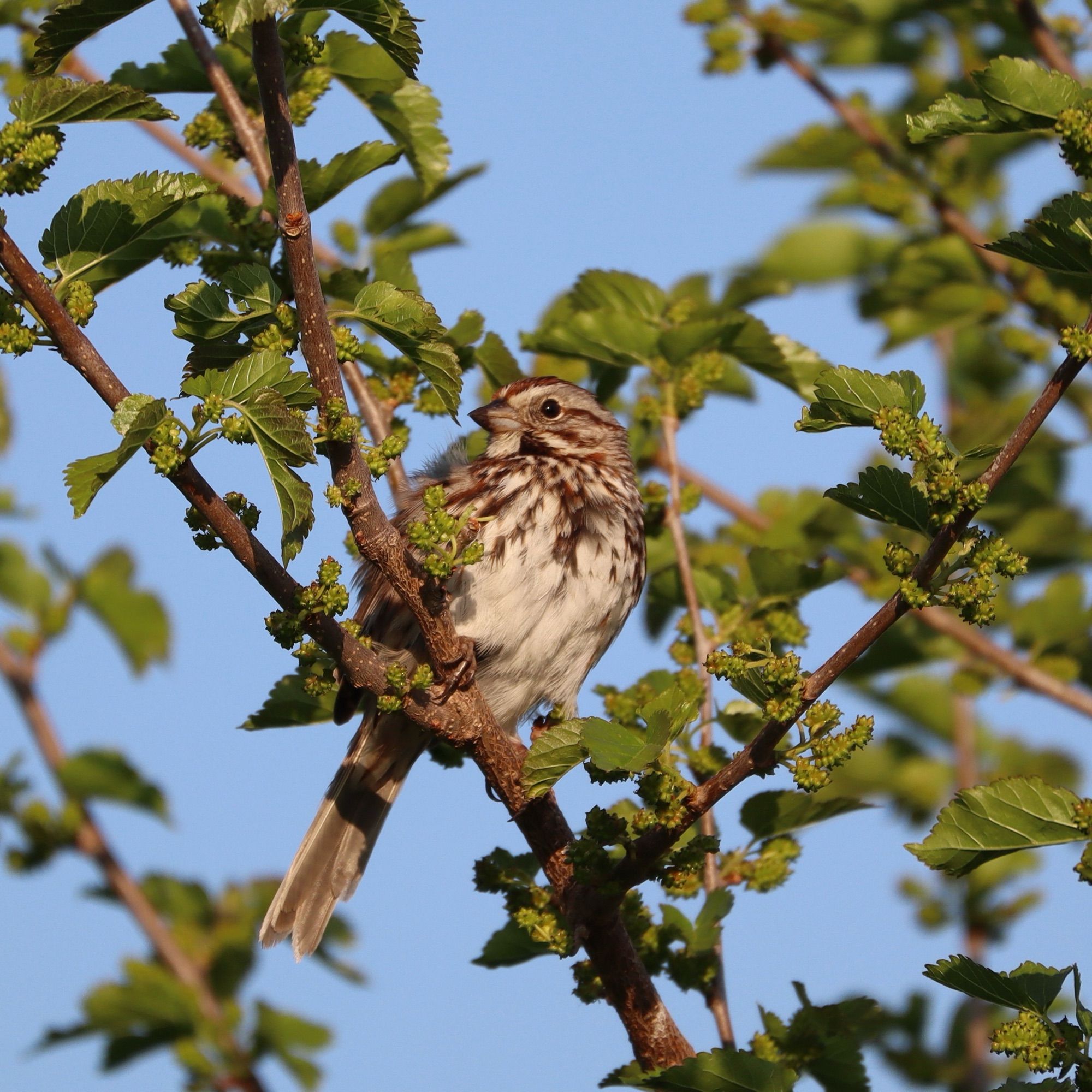 Song Sparrow facing to the left, perched on top of a tree branch. He is lit up by the golden light from the sunrise.