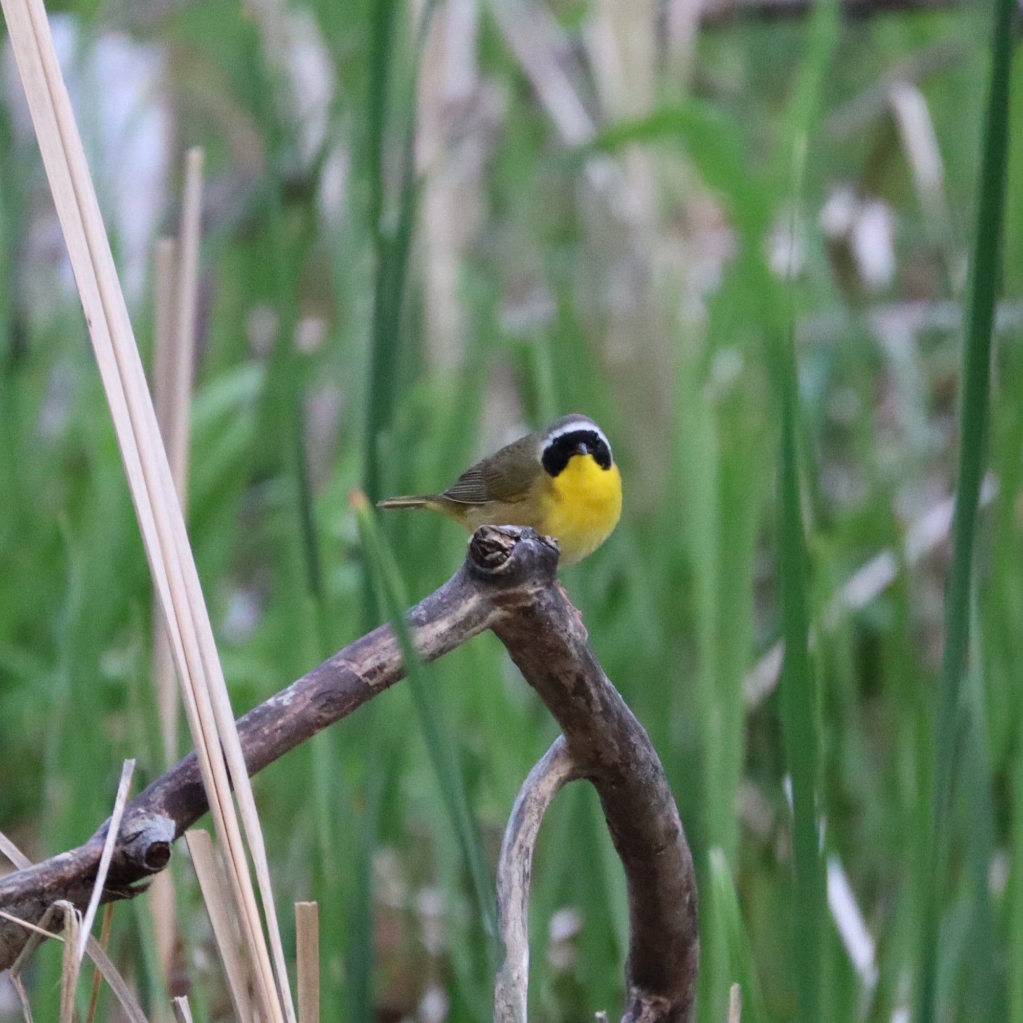 Common Yellowthroat on a tree branch. He is facing the camera at a 3/4 angle and looks exceptionally round