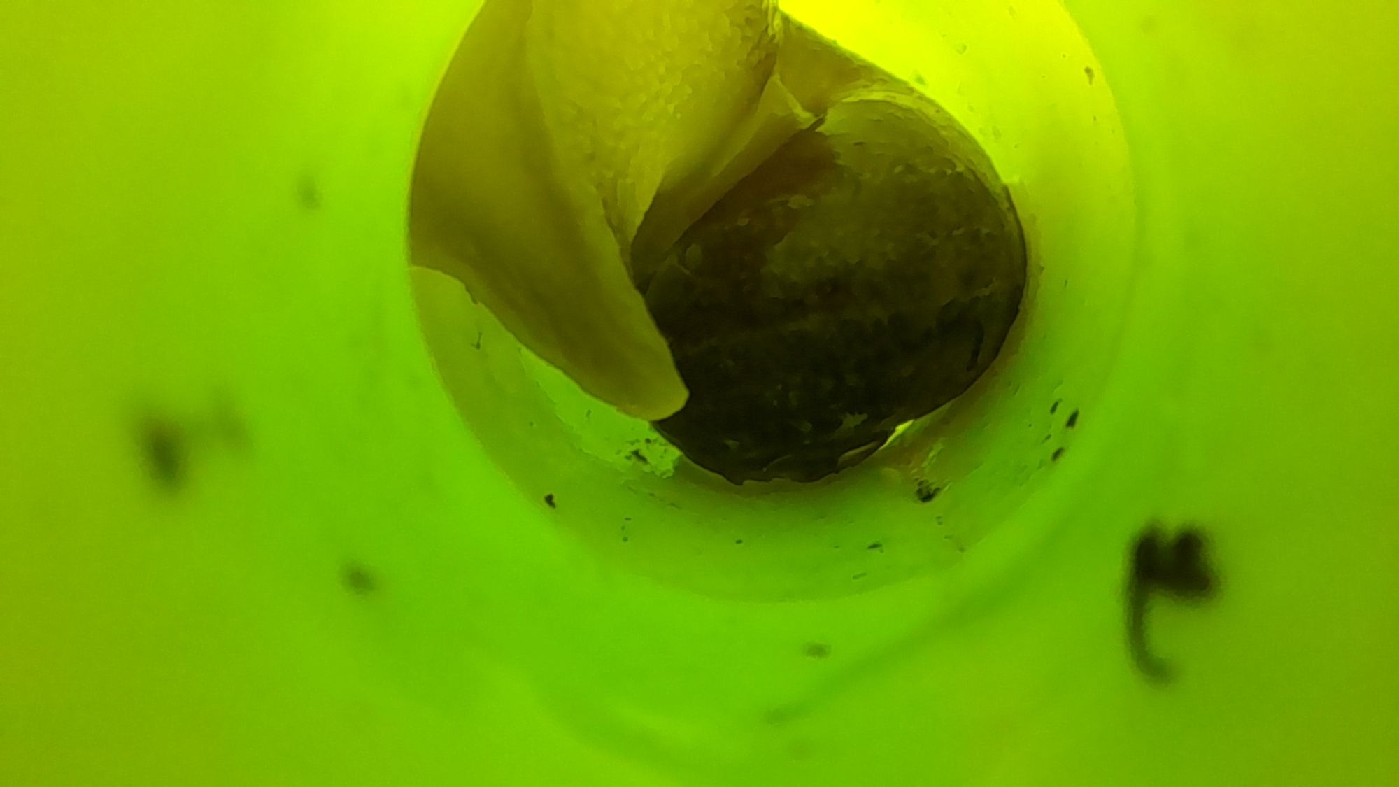 close-up of the snail against the yellow-green background of the inside of the spout.