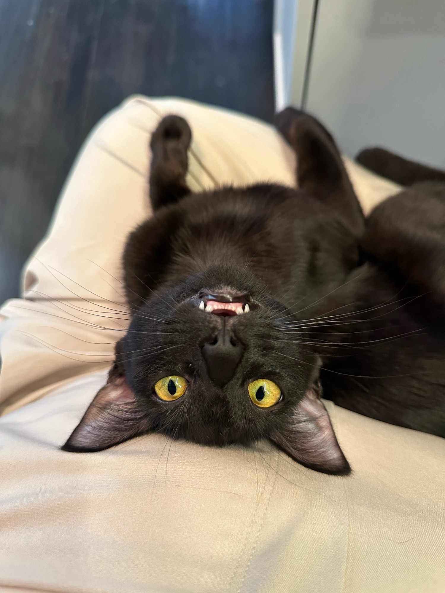 A black cat looking up and backwards and the camera