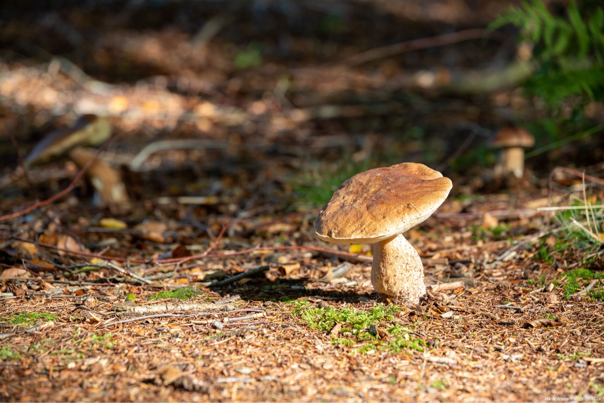 Mushrooms