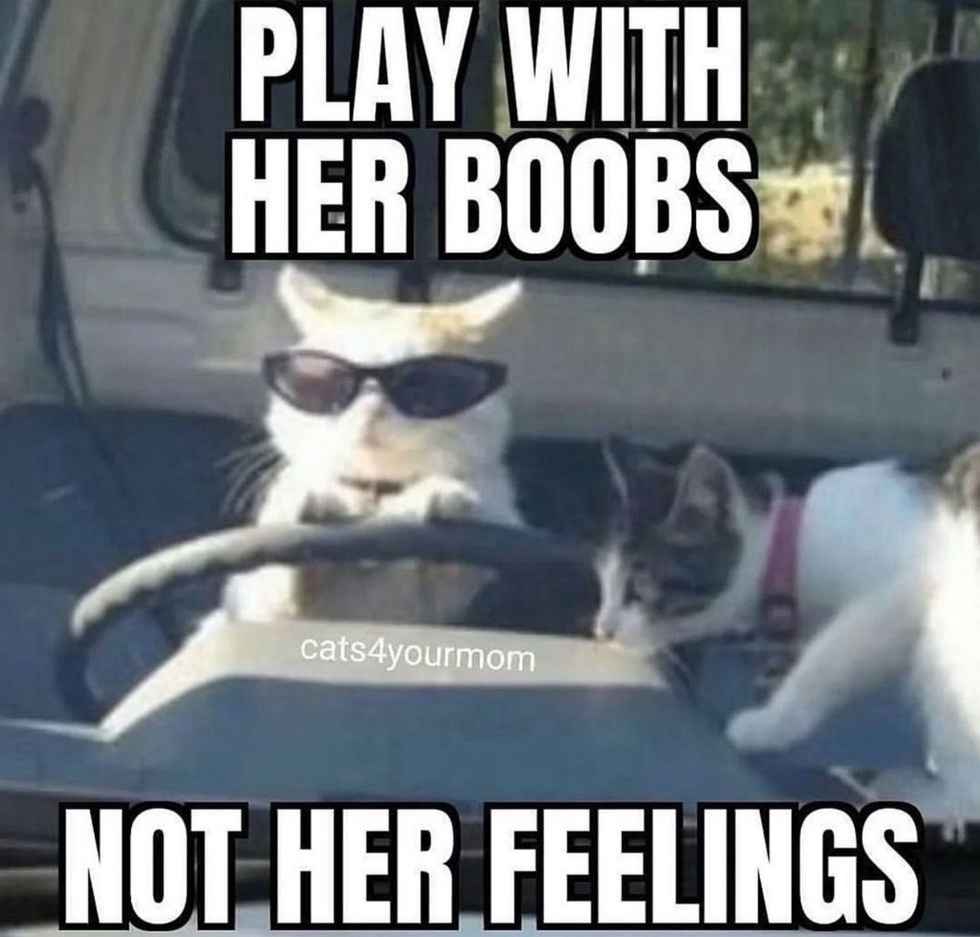 A picture of a cat giving another cat a ride in a car that it’s driving and wearing sunglasses with a caption that reads “play with her boobs not her feelings”