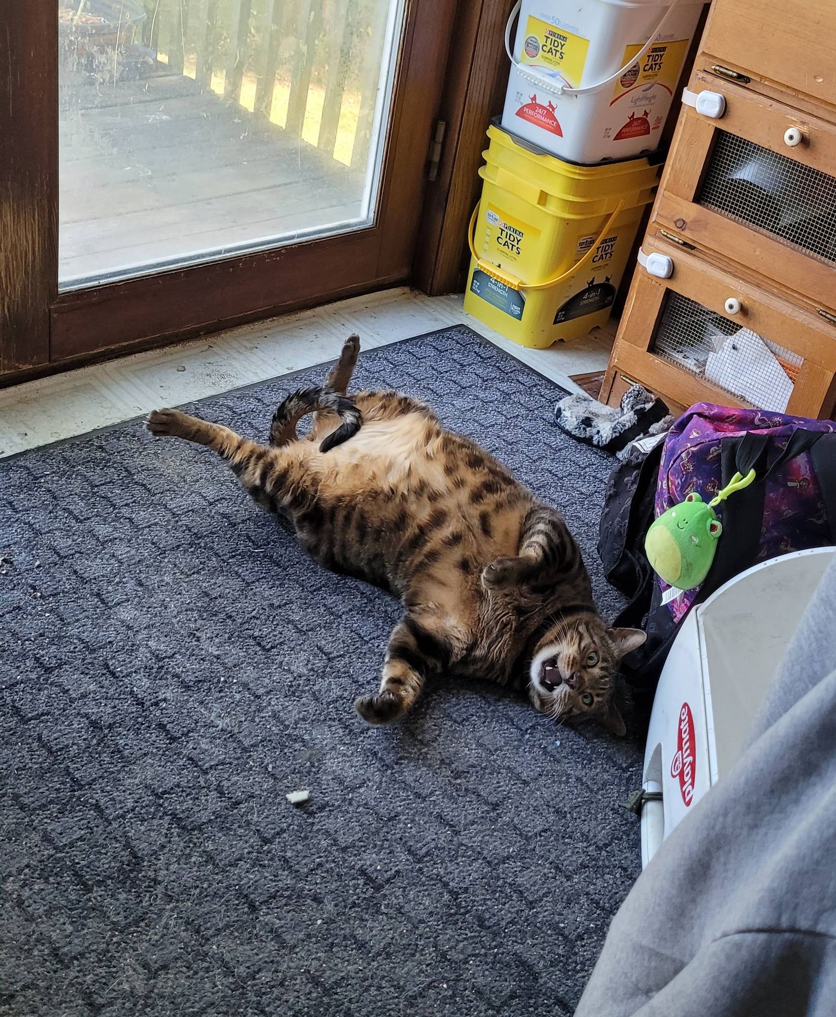 Bengal cat laying on a black carpet