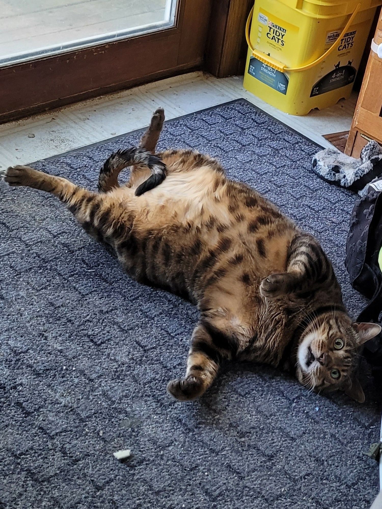 Bengal cat on a black carpet