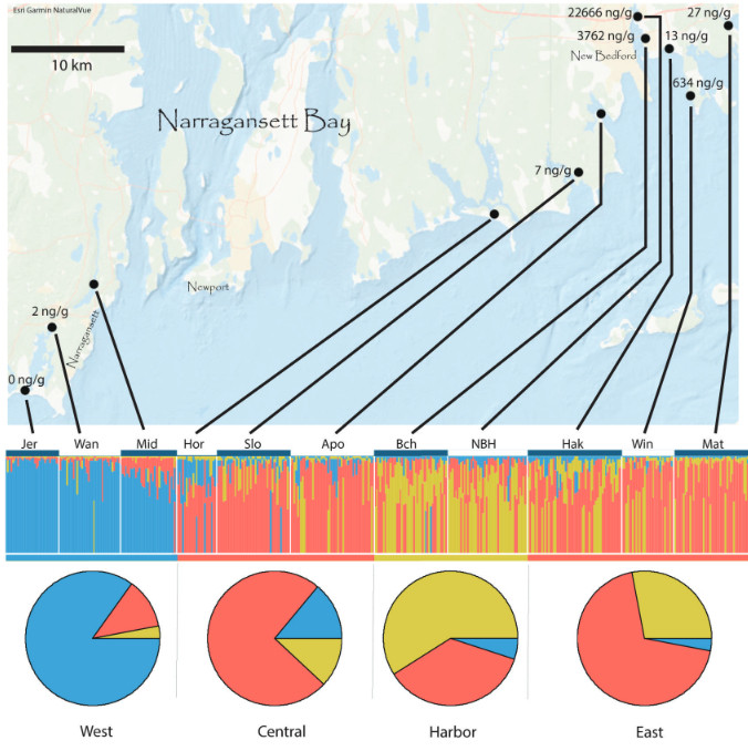 A map of the shoreline of southern New England, USA. Levels of PCBs are listed on the map. The highest levels are in New Bedford Harbor. Below the map is a structure diagram showing a general east / west split. However the populations in New Bedford are distinct from this general pattern.