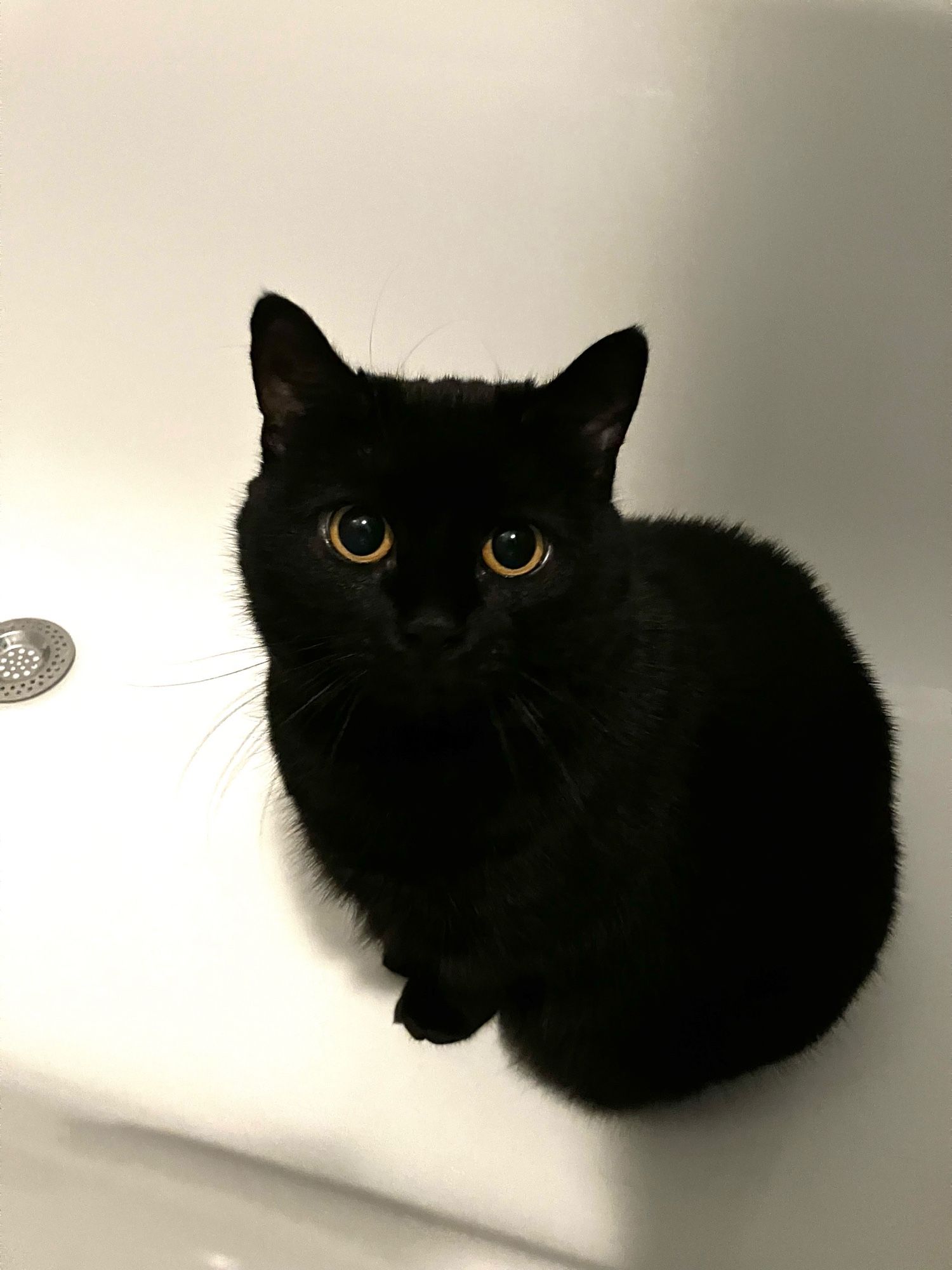 Eine schwarze Katze mit gelben Augen sitzt in der Badewanne. Links am Rande erkennt man das abflusssieb.