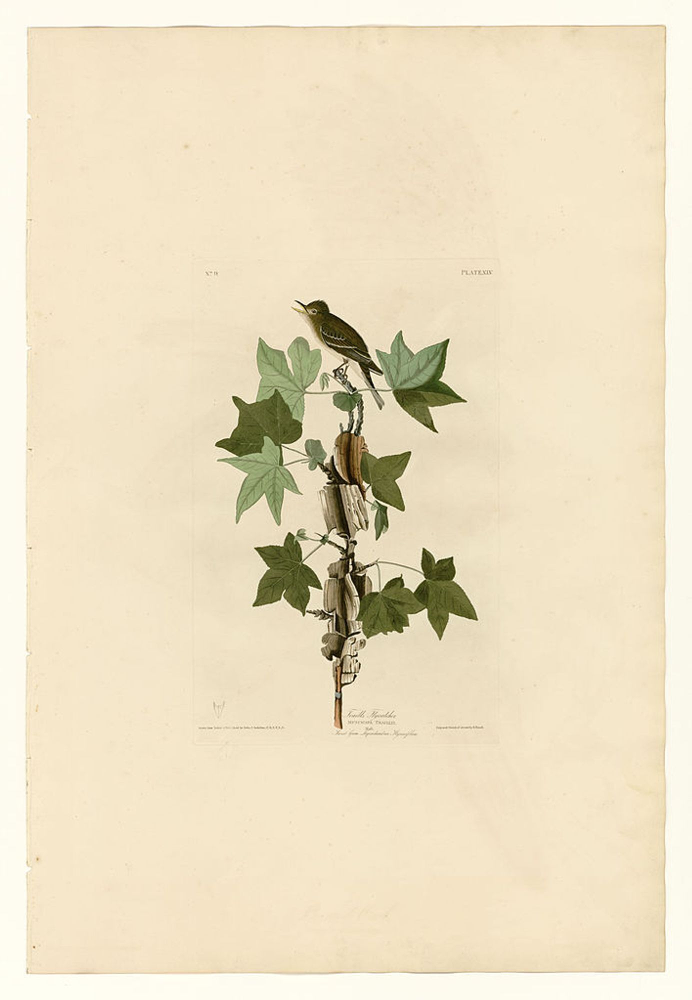 Plate 45. Traill's Flycatcher