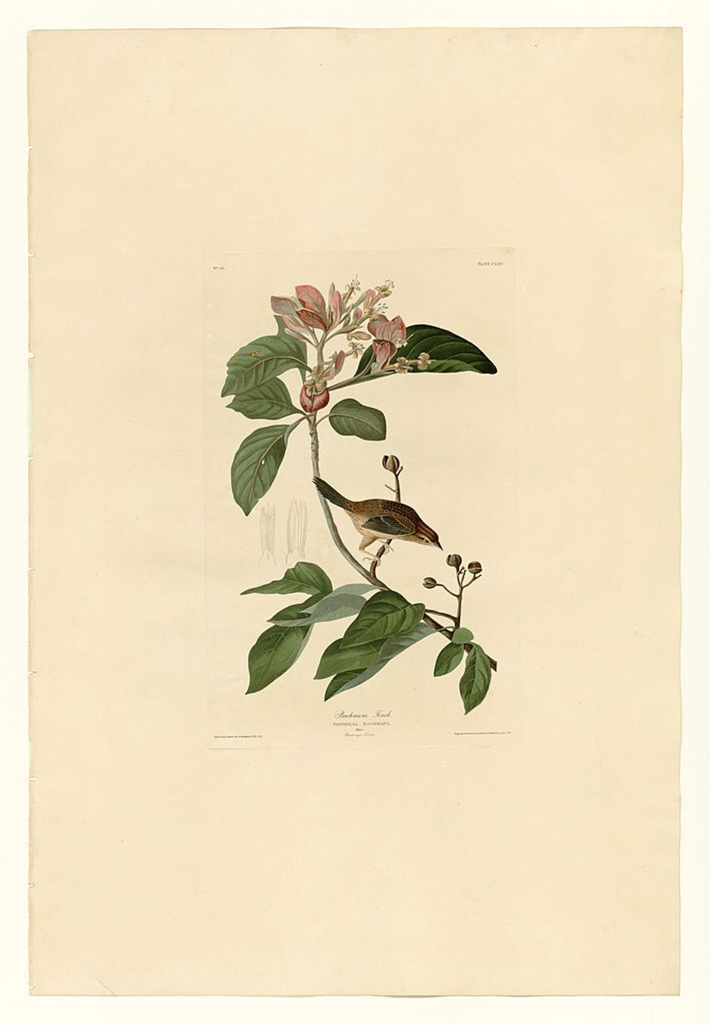 Plate 165 Bachmans Finch