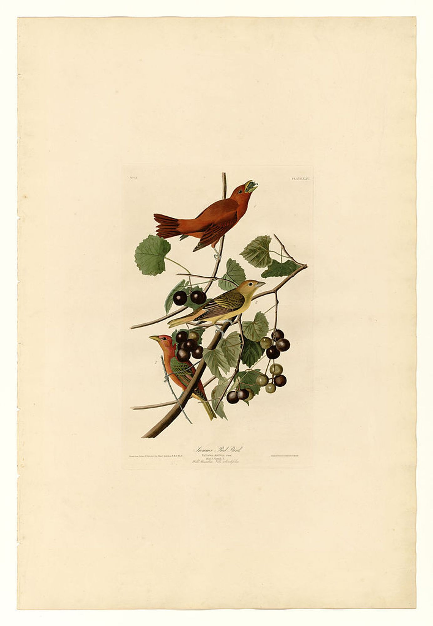 Plate 44. Summer Red Bird