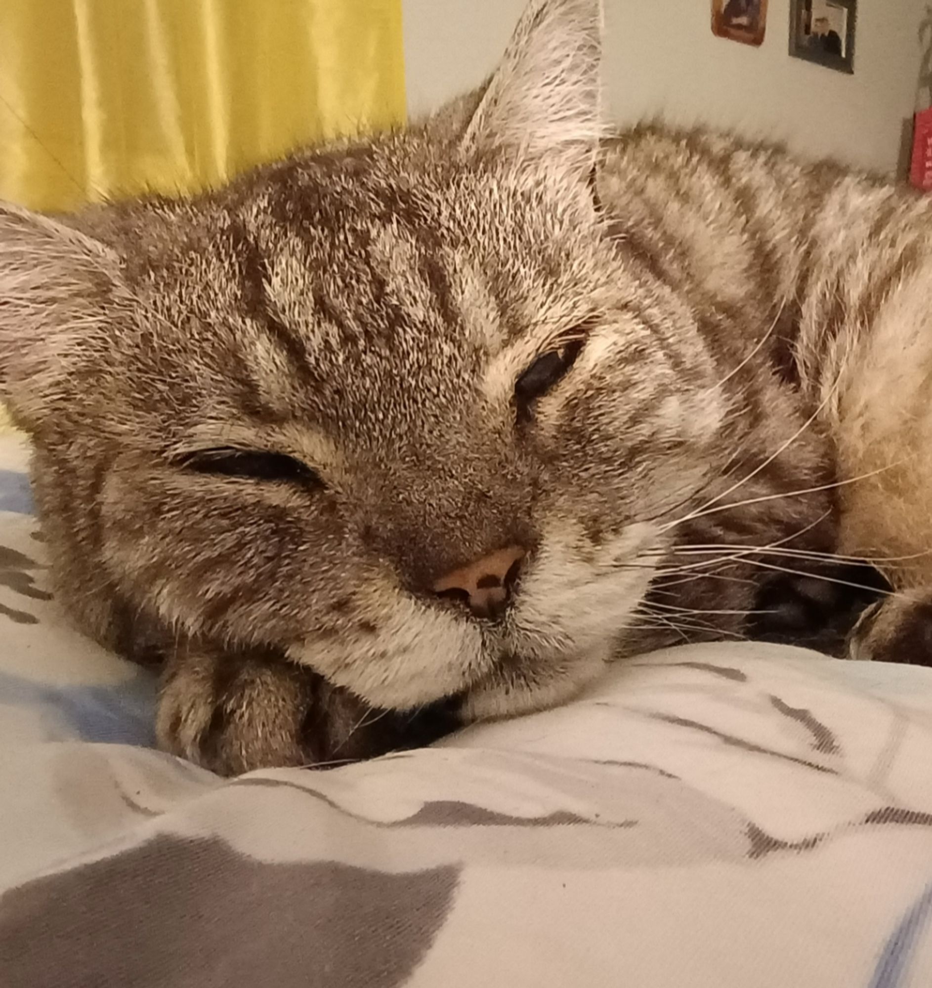 Close up of the face of a gray tabby cat with a pink nose and a black spot in the middle lying on his front paw, his eyes half closed.