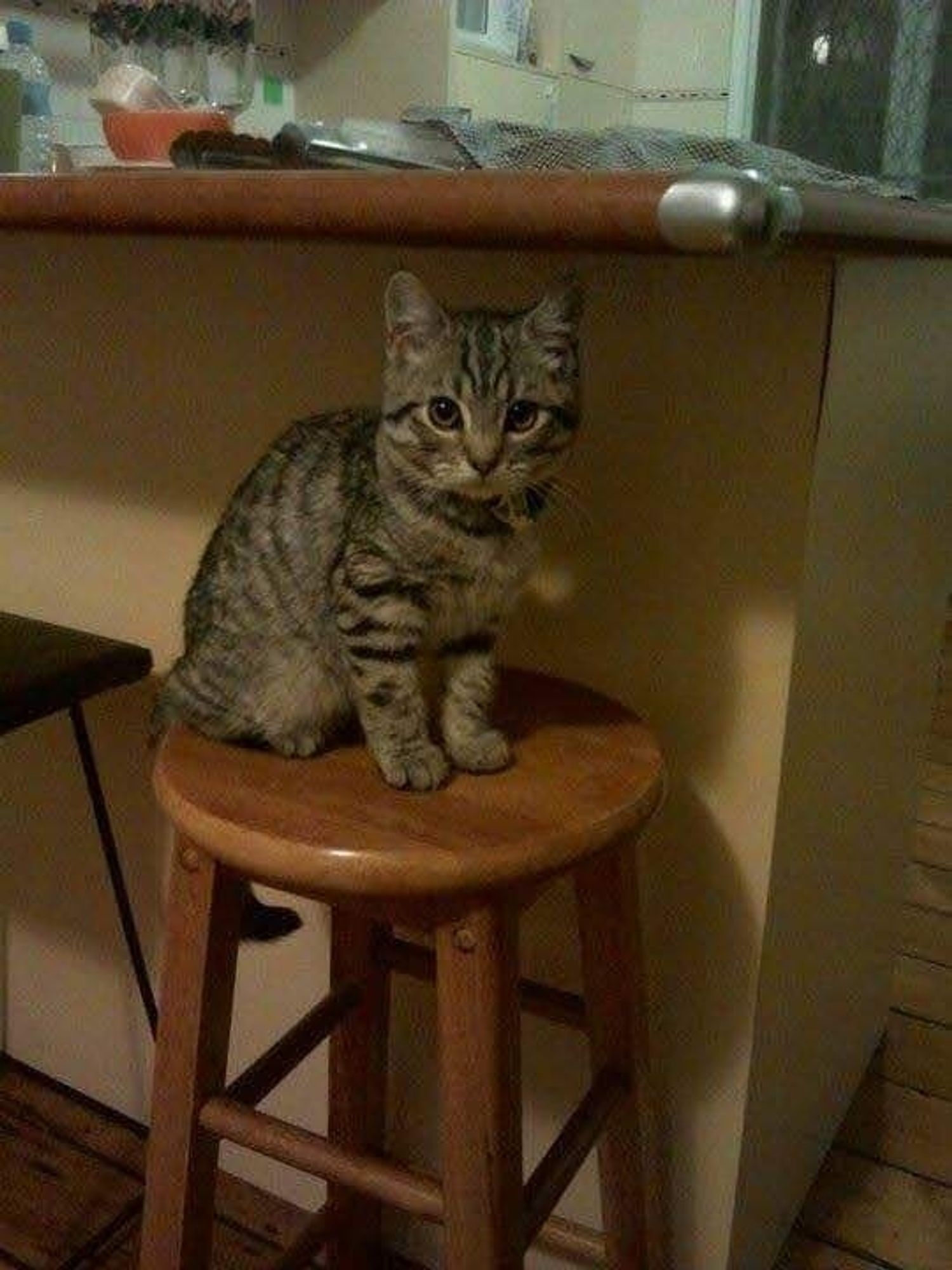 Adorable gray kitten sitting on a kitchen stool with a kitchen bench in the background