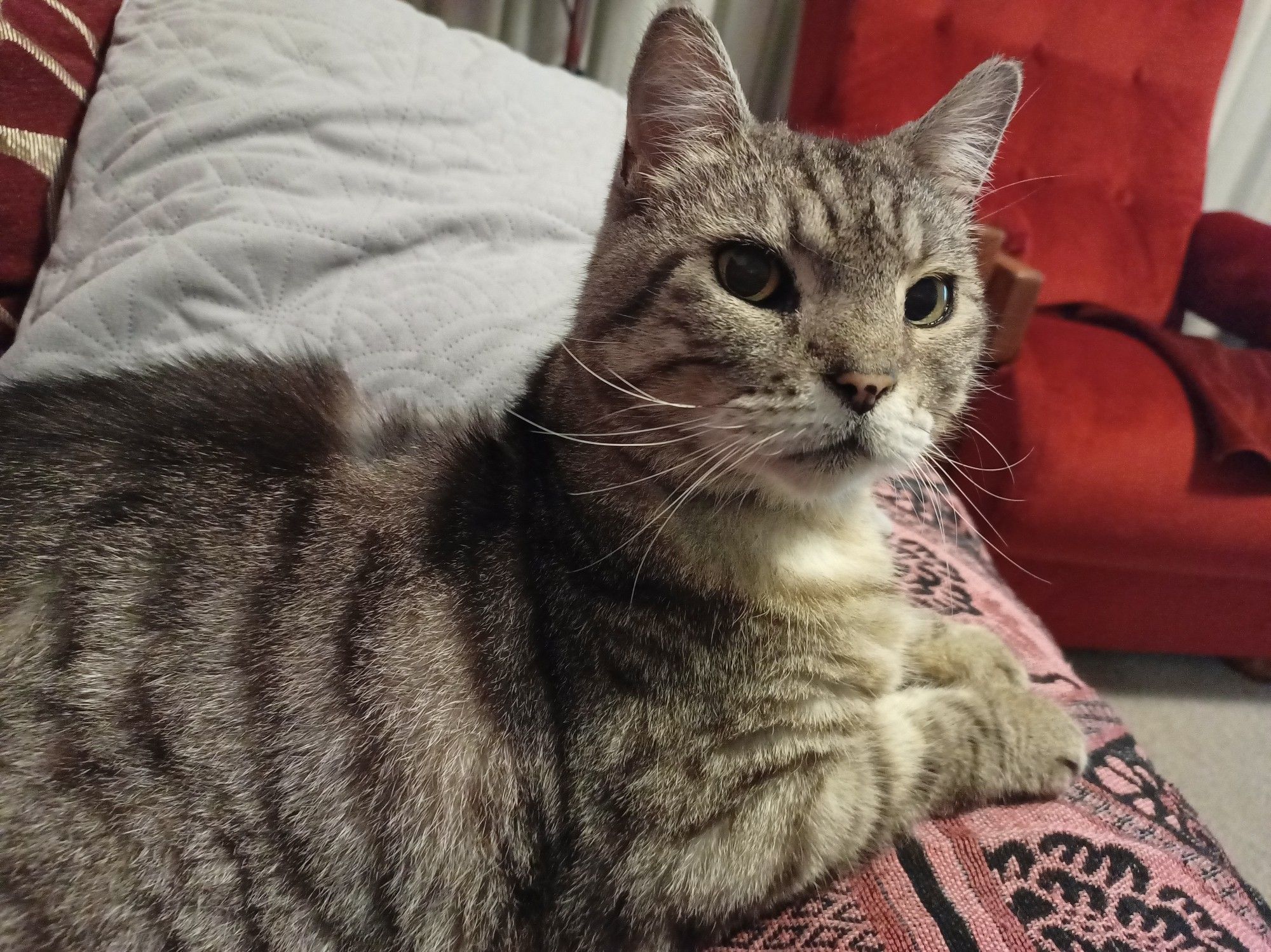 Large gray tabby cat lying down looking straight at the camera. He is lying on a patent blanket with a bright red sofa in the background.