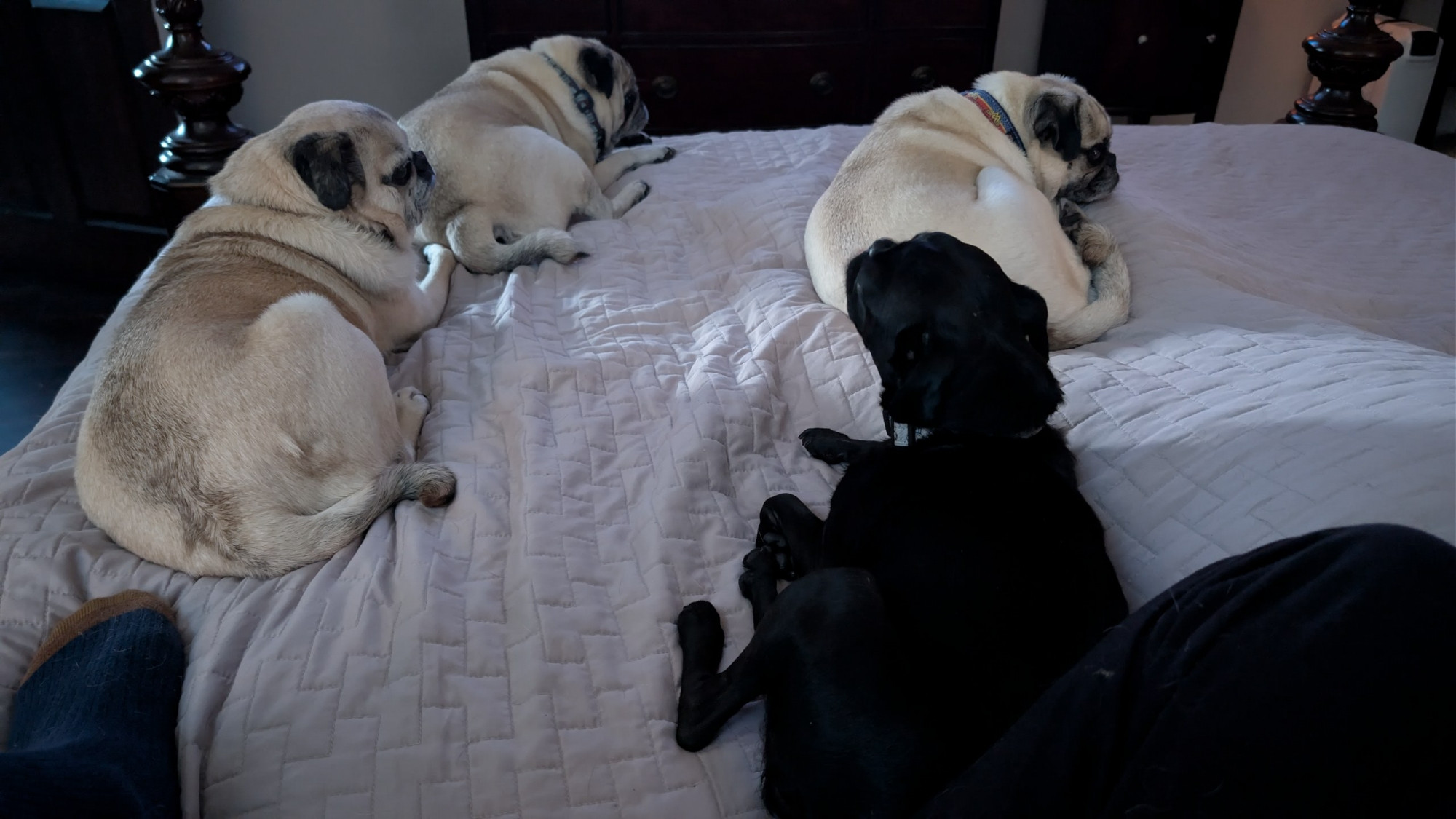 More pugs