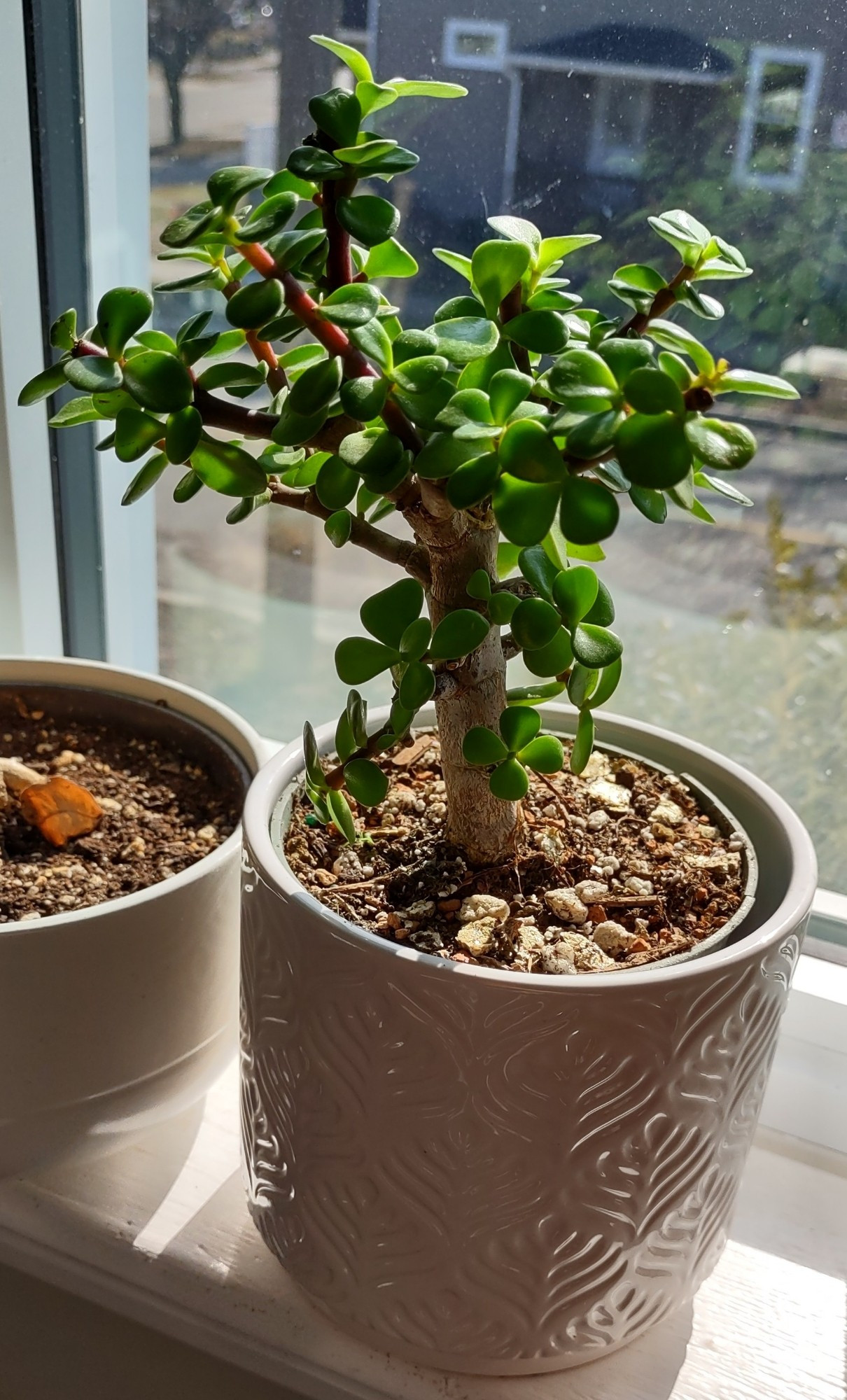 Portulacaria bonsai in white pot.