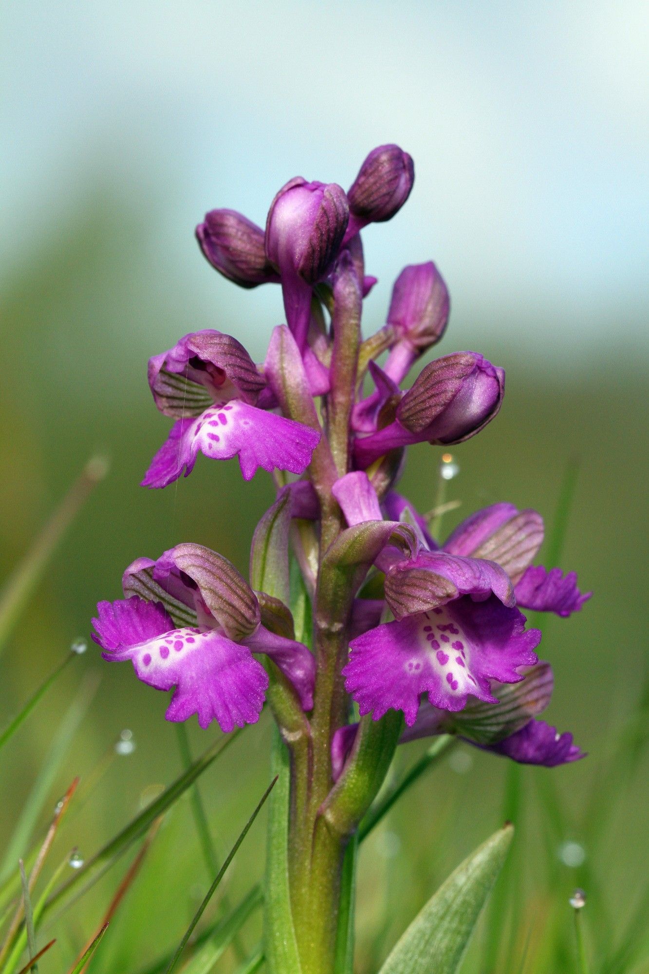 Green-winged Orchid (Anacamptis morio), on a dewy morning in west Kent