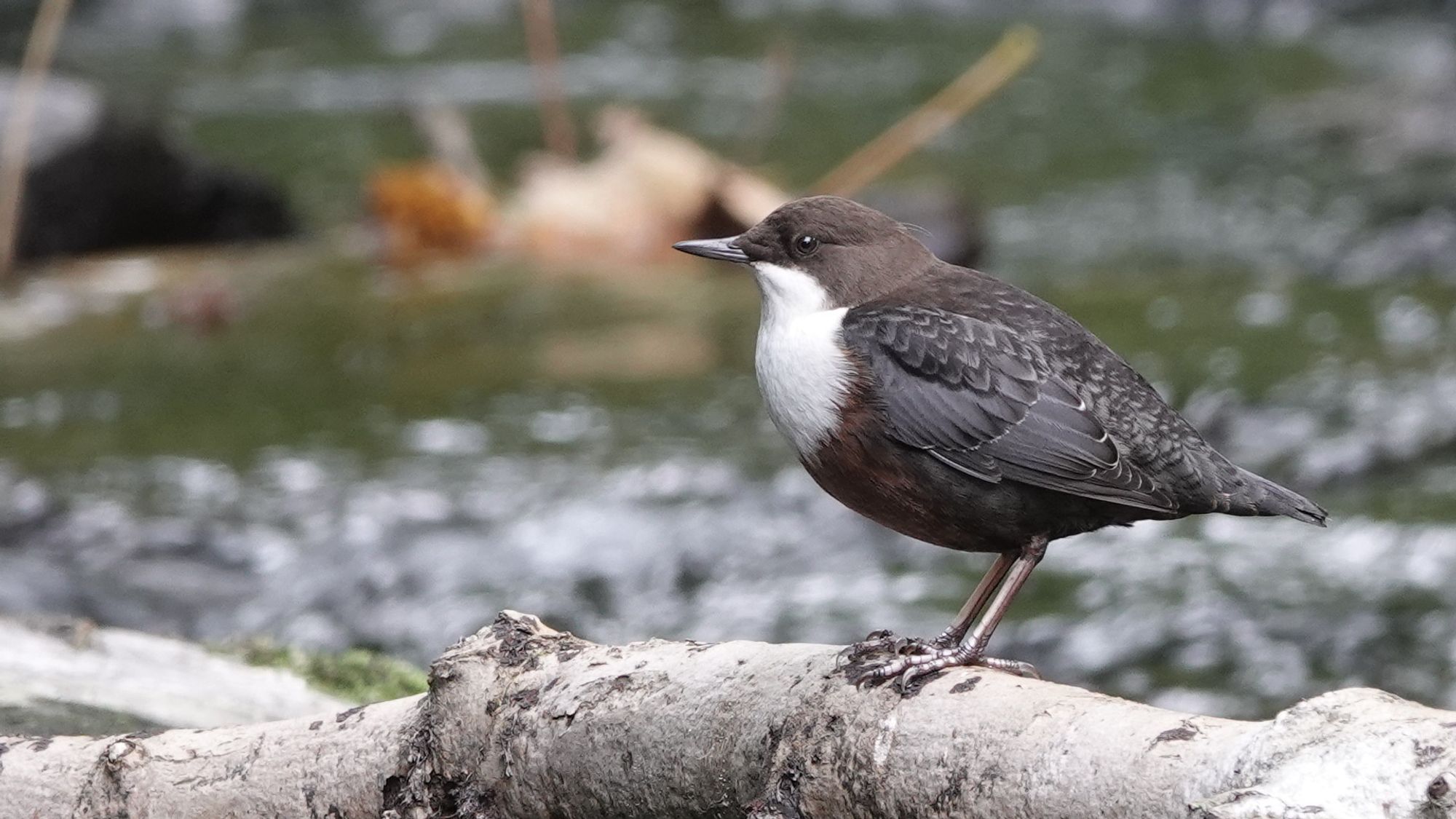 A white throated dipper bird facing left perched on a large branch with blurry silvery green water, and a blurry orange sycamore leaf, in the background. The top of their head and nape is chestnut brown with a white chin and breast; the rest of their body is dark brown. They have no rings on their silvery grey legs.