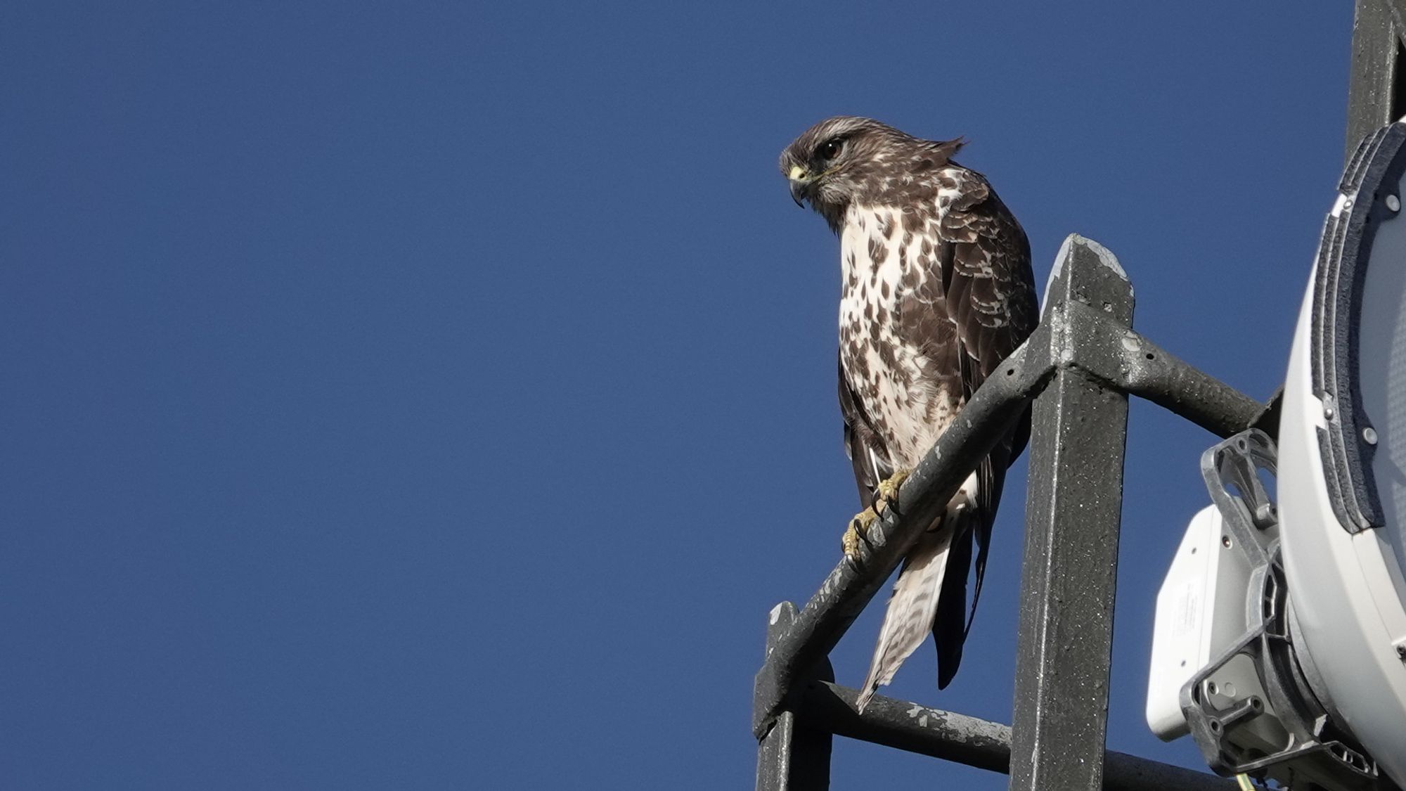 A common buzzard bird perched vertically on a metal bar of a communications tower against a blue sky background. They have a dark brown head, brown eyes with black pupils, and a hooked beak which is half yellow nearest their face and half black from the middle to the tip. They are looking intently at something on the ground. Their breast is mottled brown and white and their feet are yellow with black claws. Their tail extends below the bar they are perched on: pale with some brown patches.