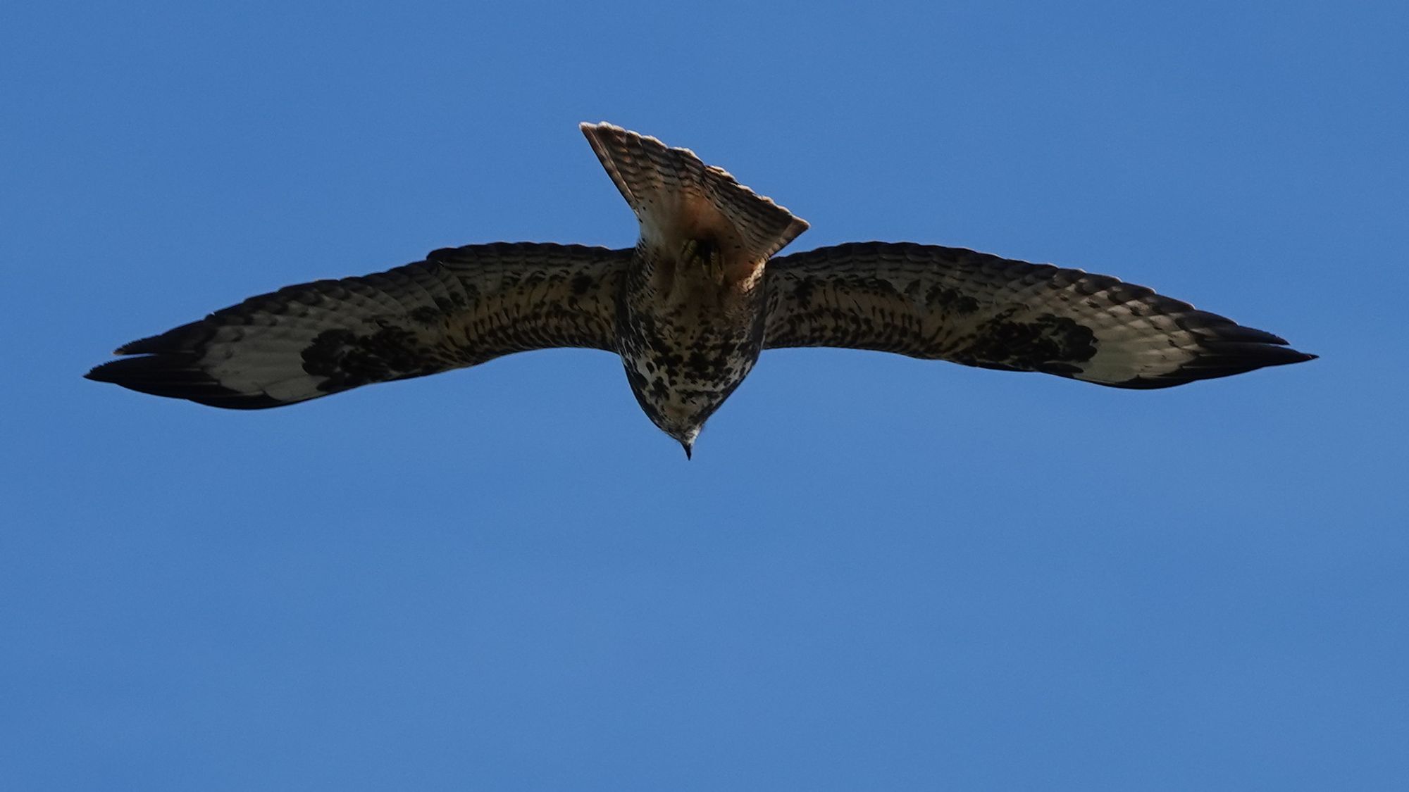 A common buzzard bird flying away from the camera with wings spread against a blue sky like a gull. Their tail is fanned out and tilted at an angle to their wings to counter a crosswind. The body and tail is mottled brown and white; their wings have bands of dark and light feathers.