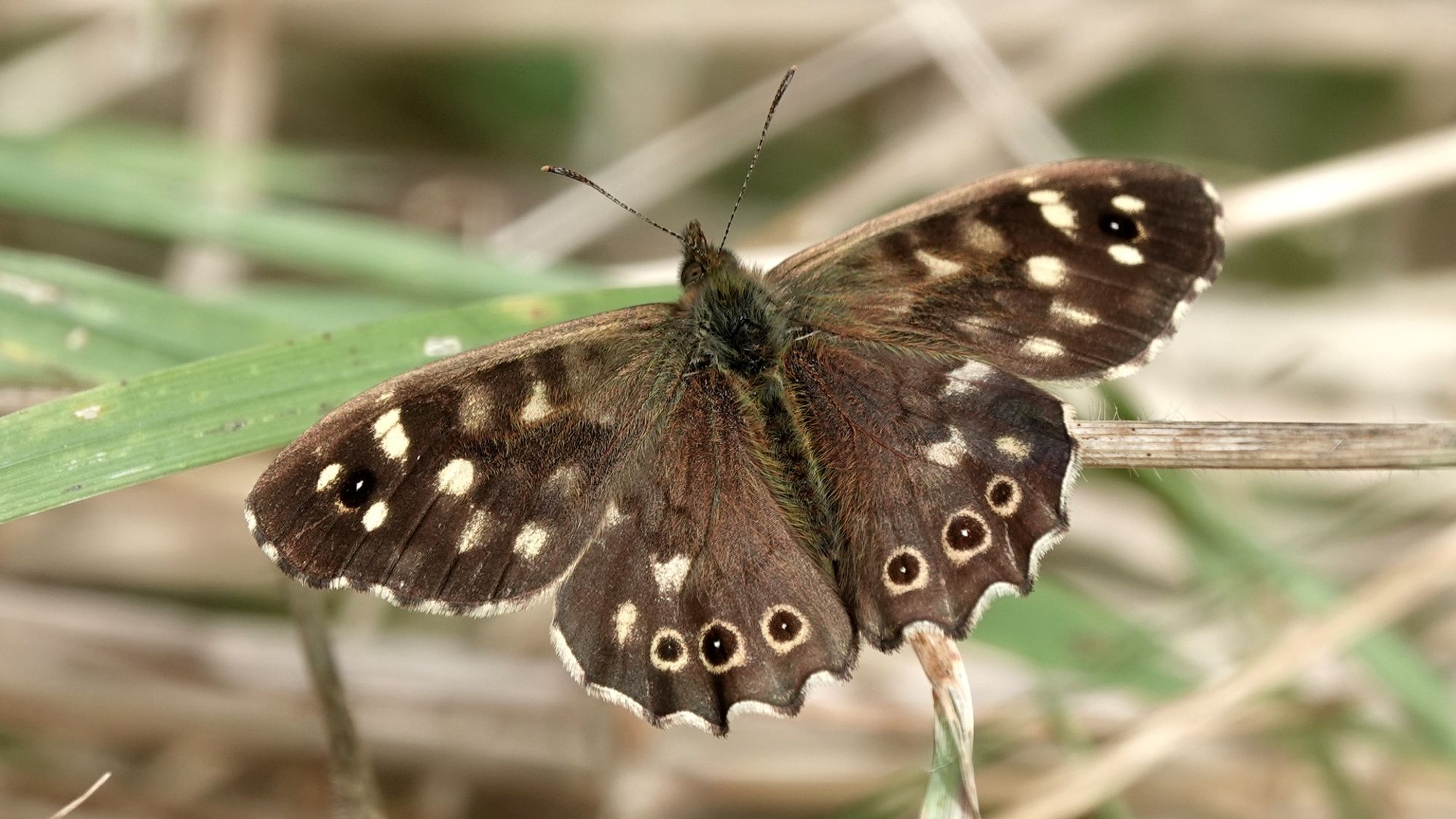 A speckled wood butterfly filling the image with their wings spread wide. They are resting on a dead grass stem with a blurred background of green grass and brown stems. They are mostly dark brown with a small black eyespot an several white patches on each of their fore wings. The bottom of their hind wings have three small eye-spots with white outer ring and white spot in the centre. The bottom of their hind wings has a scalloped edge.