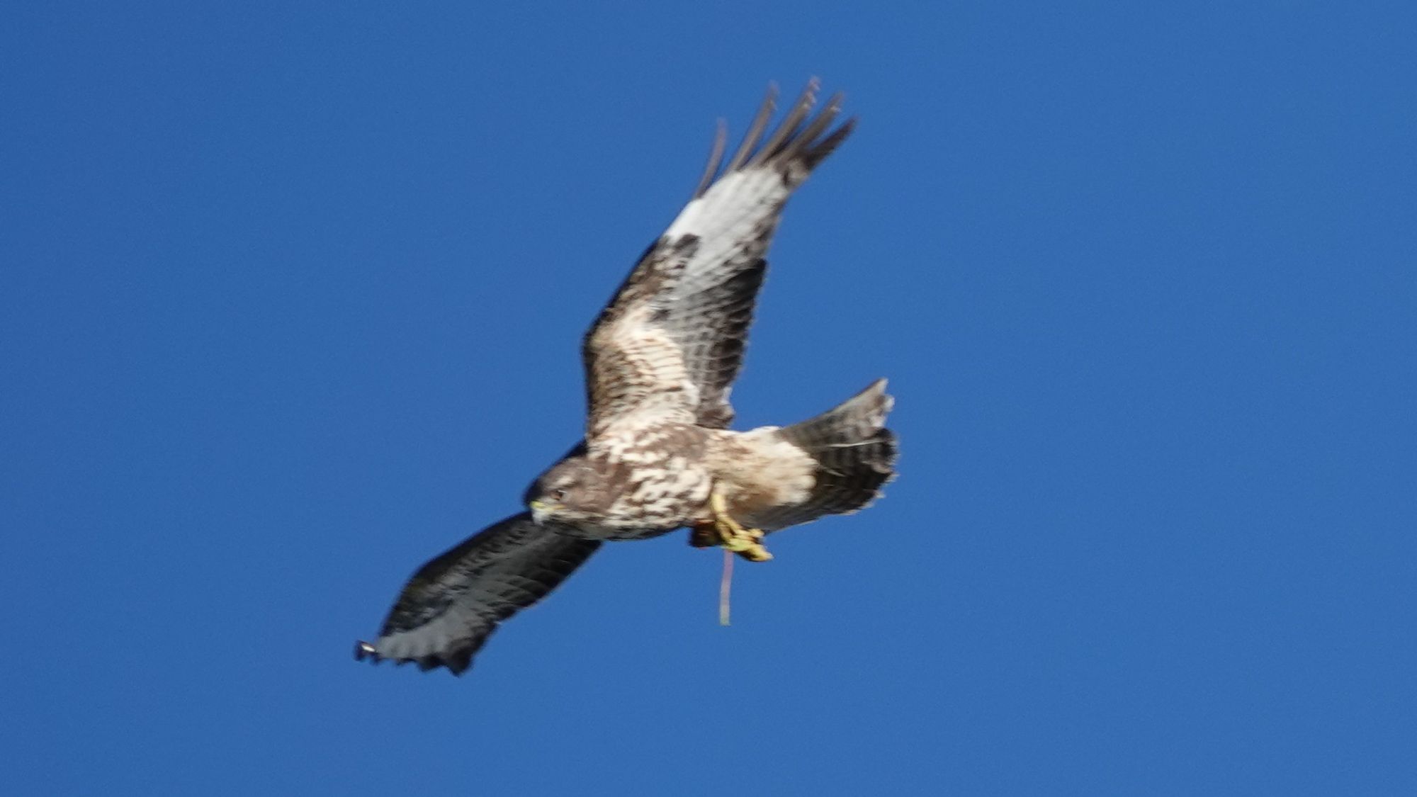 A slightly shaky image of a common buzzard bird flying to the left with their wings spread and tail fanned out against a blue sky. They appear to be looking intently at something ahead of them. They have a dark brown head with pale mottled brown and white body. Their wings are mostly white with brown patches on the leading and trailing edges, and their primary feathers spread like fingers. Their legs are yellow with a cord hanging vertically down. Their fan shaped tail is pale nearest their legs changing to dark brown at the end.