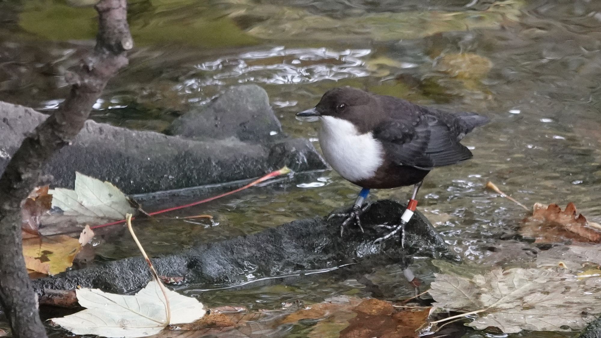 A male white throated dipper bird standing on a rock in shallow water facing towards the left while looking at the camera. The top of their head and nape is chestnut brown with a white chin and breast. Below their white breast is a chestnut coloured waistcoat; the rest of their wings and body is dark brown. They have rings on their silvery grey legs: red over white on their left leg and blue over metal on their right leg (RWBM). They are five years old.