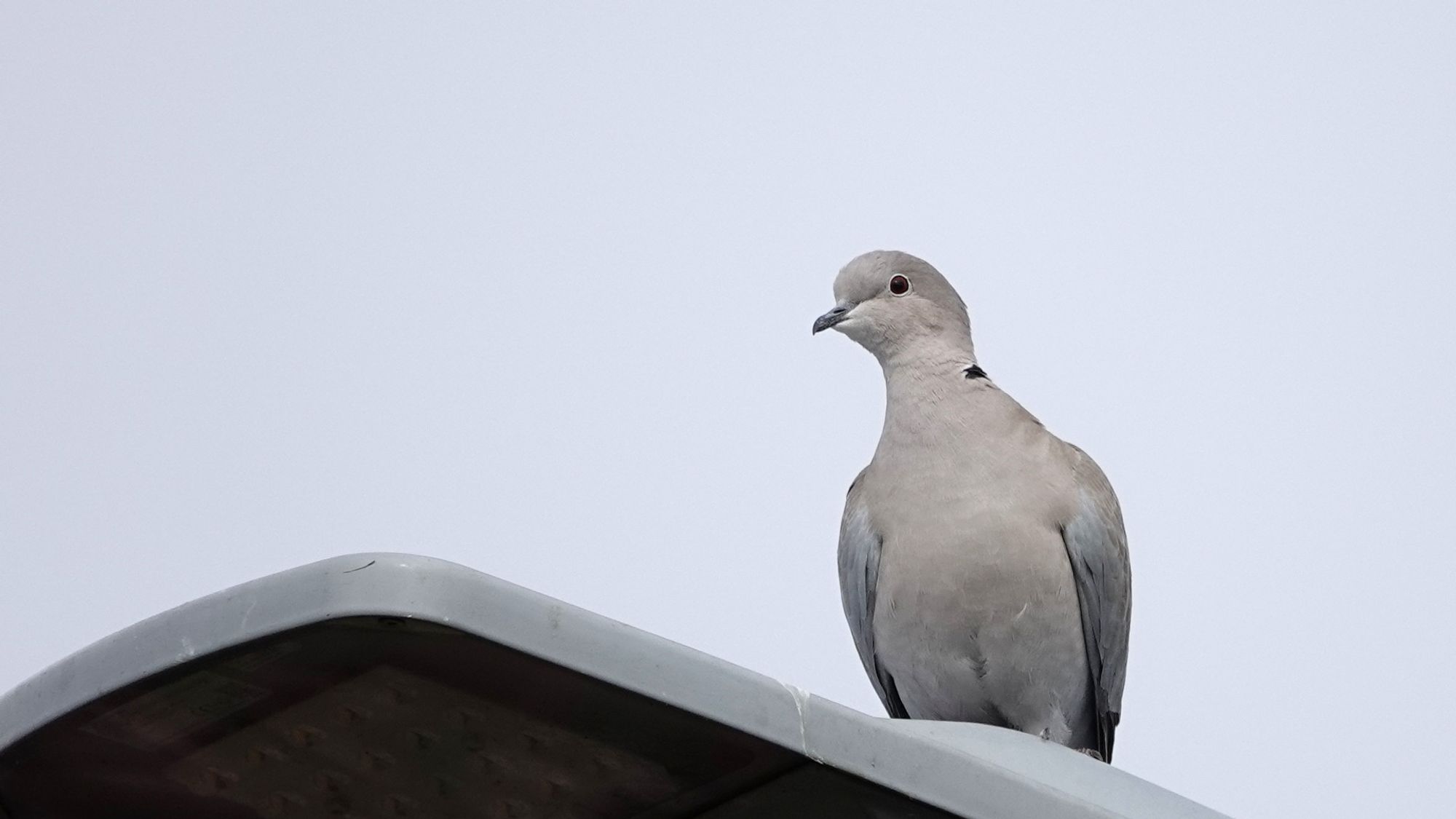 A collared dove perched facing the camera on the top of a lamp post against a light grey sky background. They are a creamy pale grey colour all over with dark beak. Their eyes are dark chestnut coloured with a large black pupil. On their left shoulder is the end of their distinctive black collar with white edging which extends around the back of their neck out of sight.