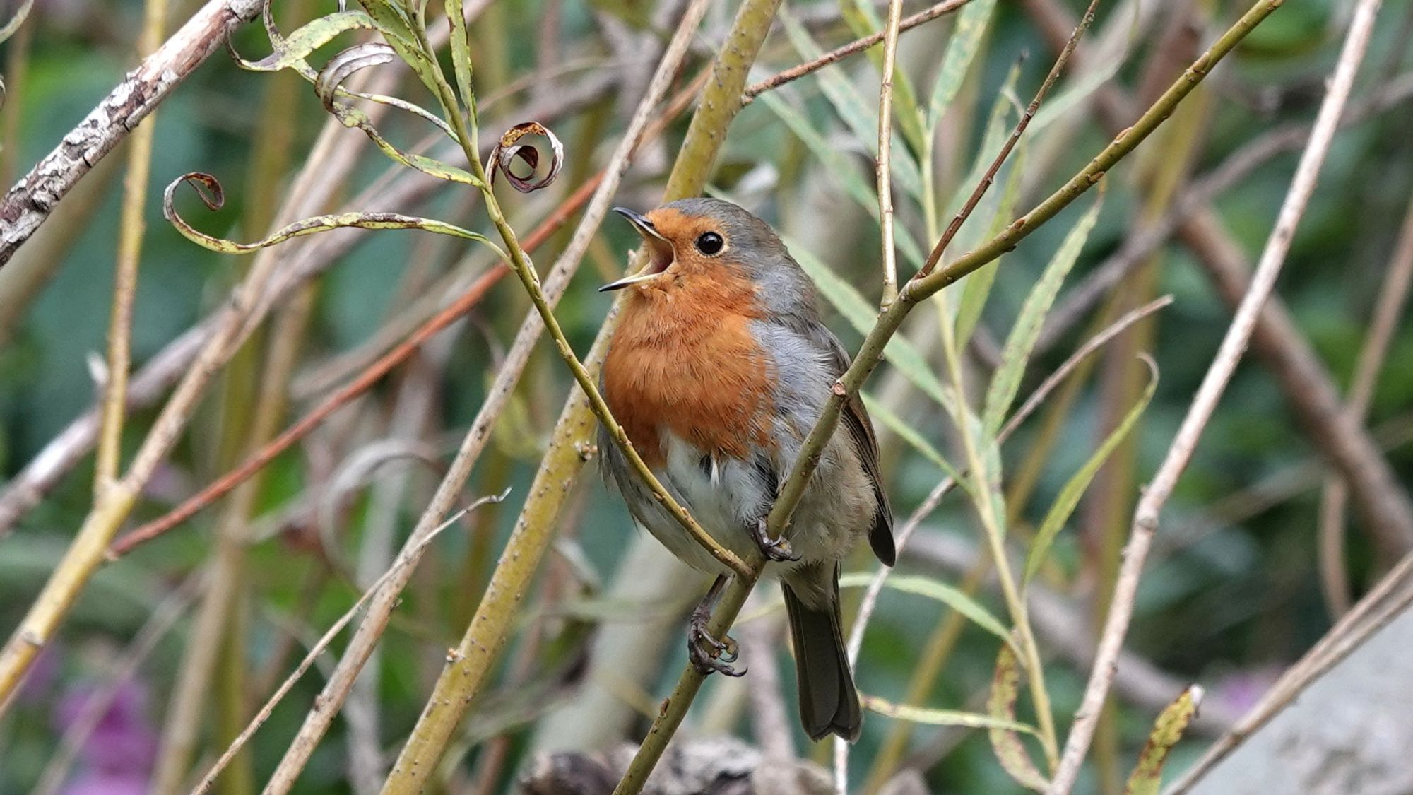 A robin bird singing loudly on a thin willow branch with their beak wide open against a background of willow stems and leaves. They have bright orange plumage around their beak, their chin and the top half of their breast. The rest of the breast and under-wing is fluffy grey. The top of their head, nape, back and tail is dark brown. Their claws are gripping the stem tightly and their long rectangular shaped tail is extending below the branch.