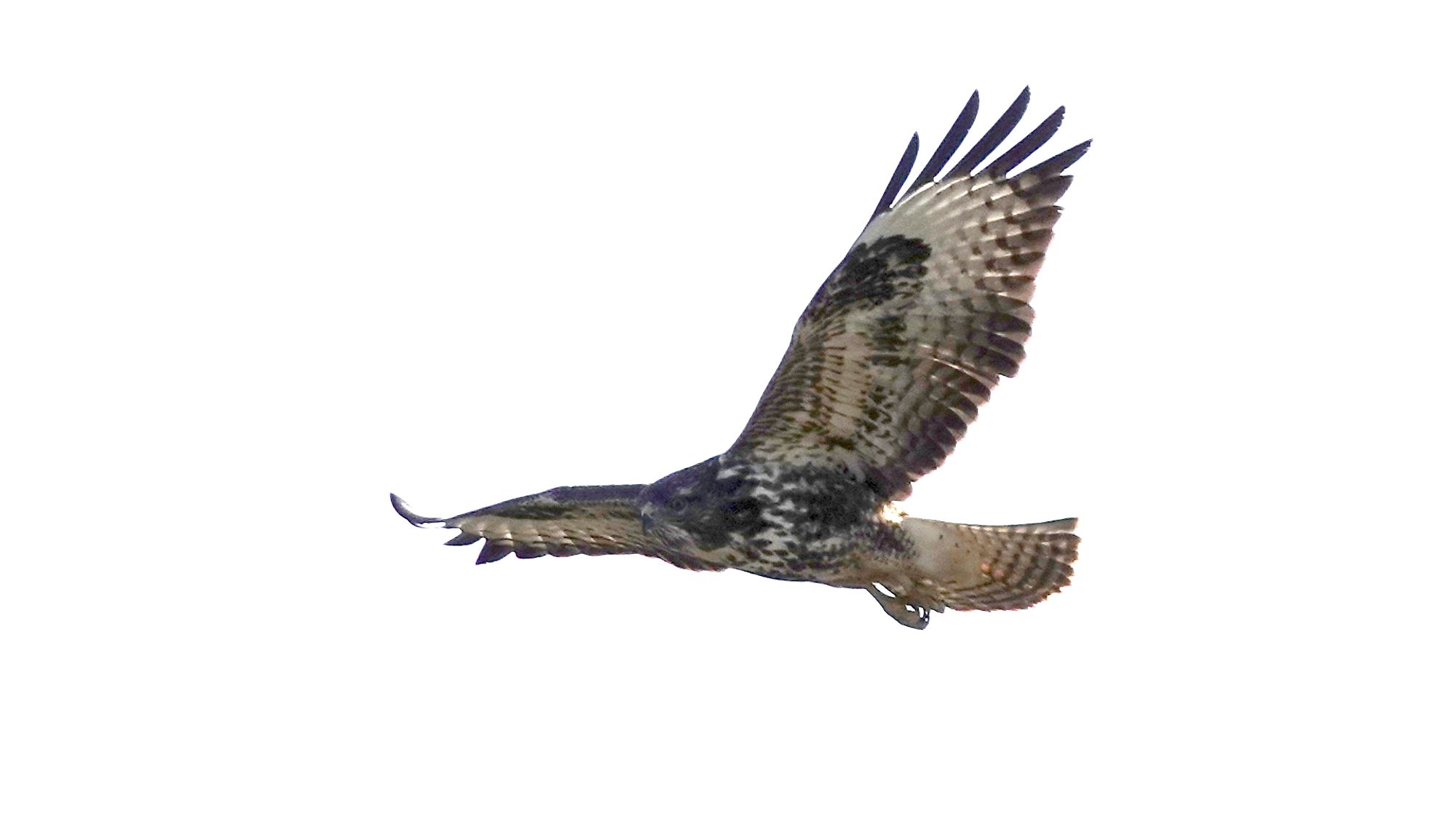 A common buzzard bird hovering with their wings spread wide against a white sky. They have a dark brown head with mottled brown and white body, bands of dark and light feathers on their wings with primary feathers spread like fingers. Their yellow feet are clenched and held against their body. Their fan shaped tail is pale nearest their legs changing to pale brown, then bands of light and dark brown at the end.