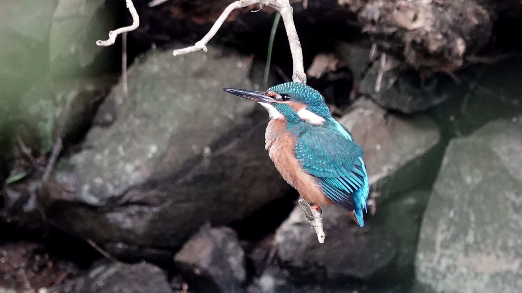 A female kingfisher bird in profile facing left perched on the end of a small branch with several large, slightly blurred, rocks covering the background. They have bright speckled blue head, nape and wings with bright pale blue strip down the middle of their back. Their chin is white and their breast is fluffy orange. They have a black eye against a strip of orange ending with a flash of white below. They have a long dark grey beak with and orange patch at the base of the bottom half suggesting they are female.