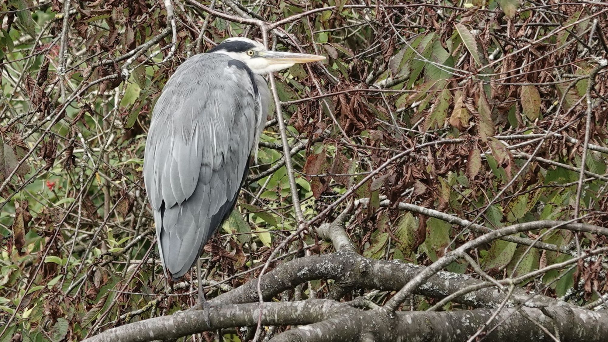 A grey heron perched in a tree viewed side-on facing to the right against a background of thin branches and green/brown leaves. Their head is white with a large black stripe behind their yellow eyes. They have a long pink and grey beak with white chin. Their body is covered with long thin grey feathers over top long grey feathers as if they are wearing a large furry grey coat. They have thin dark legs.