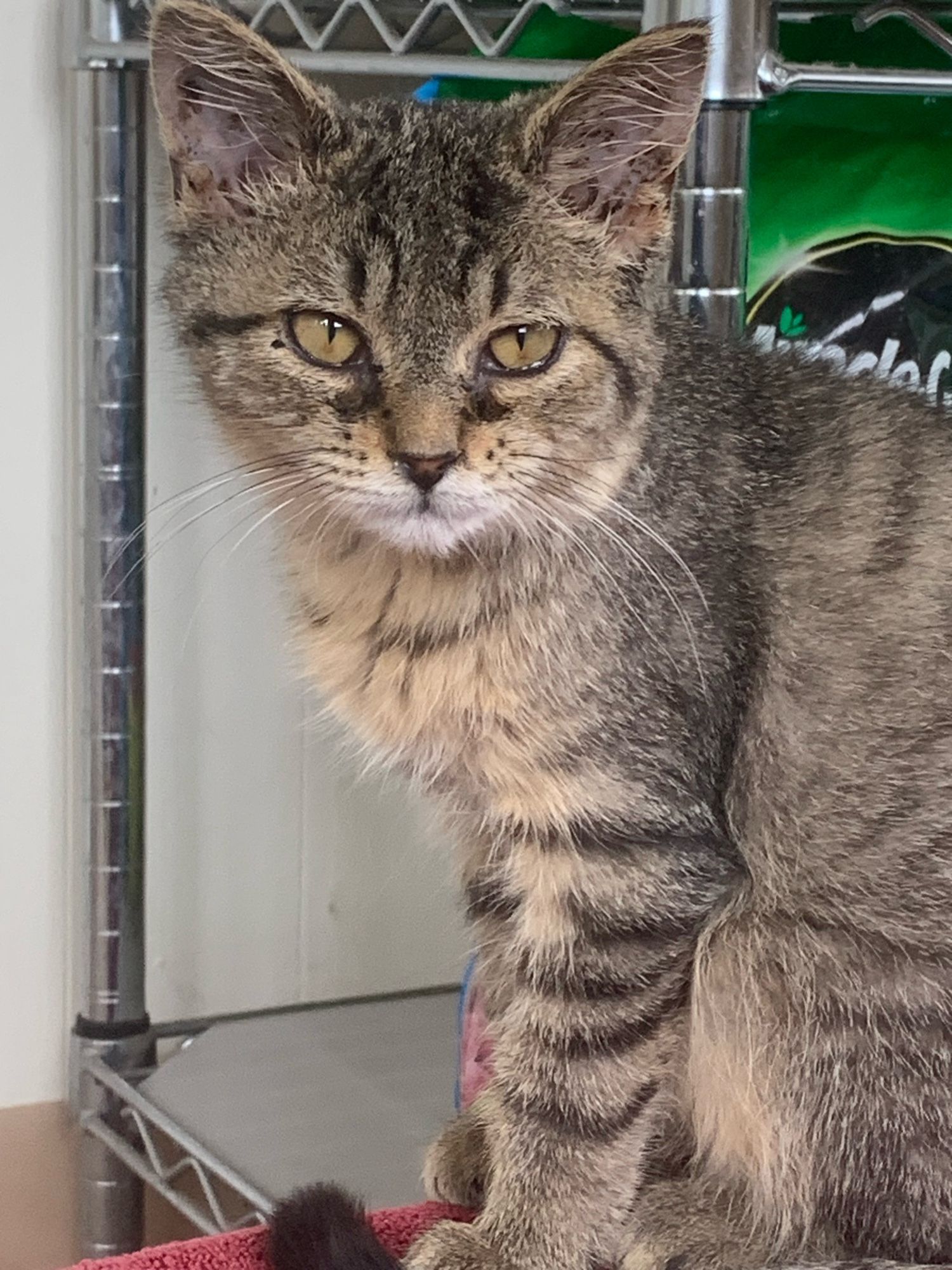 3 pound tiger kitten looking at the camera through rheumy eyes