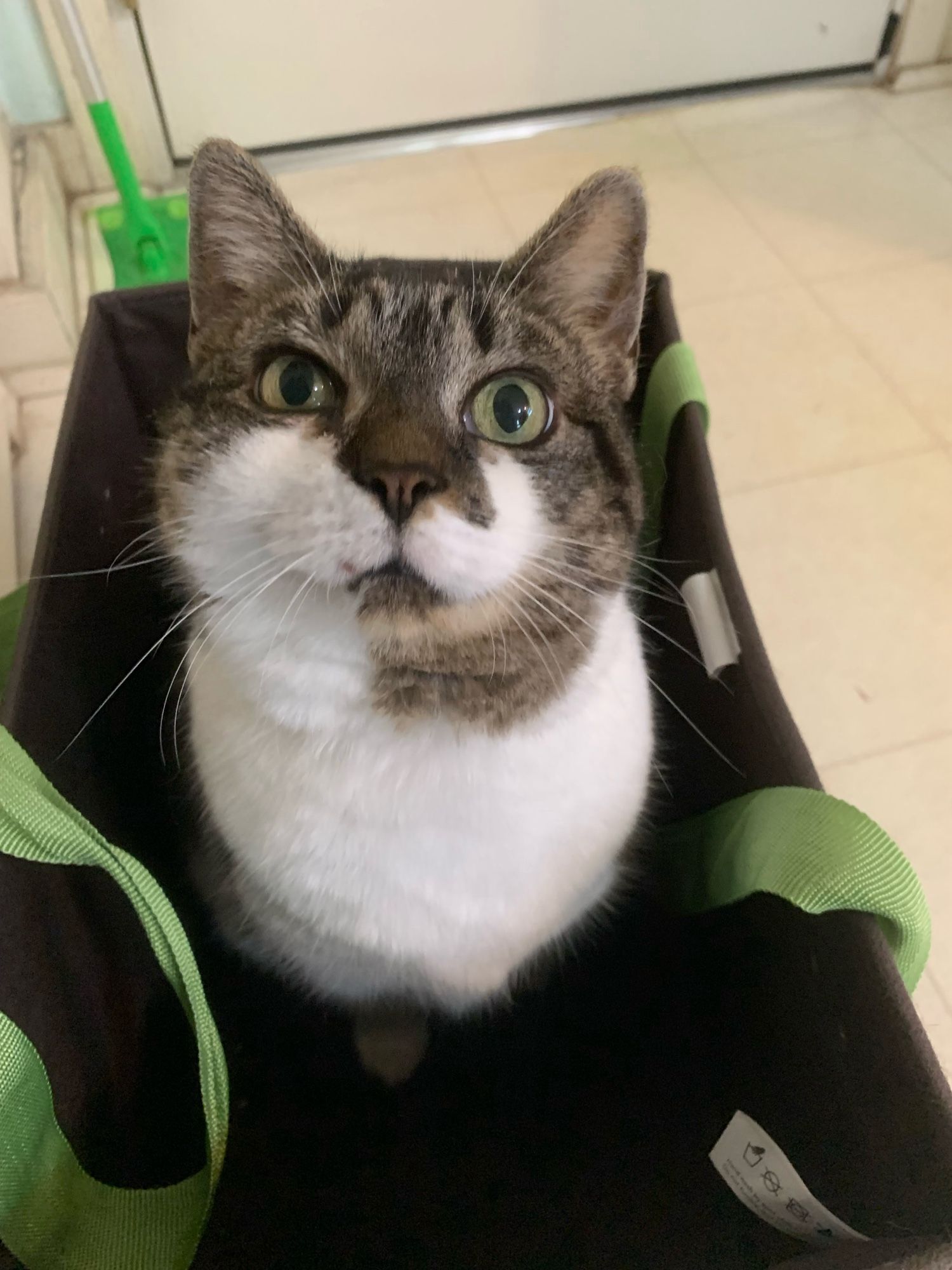 Bacall, a tiger tuxedo cat, sits in a reusable shopping bag and stares up at the camera